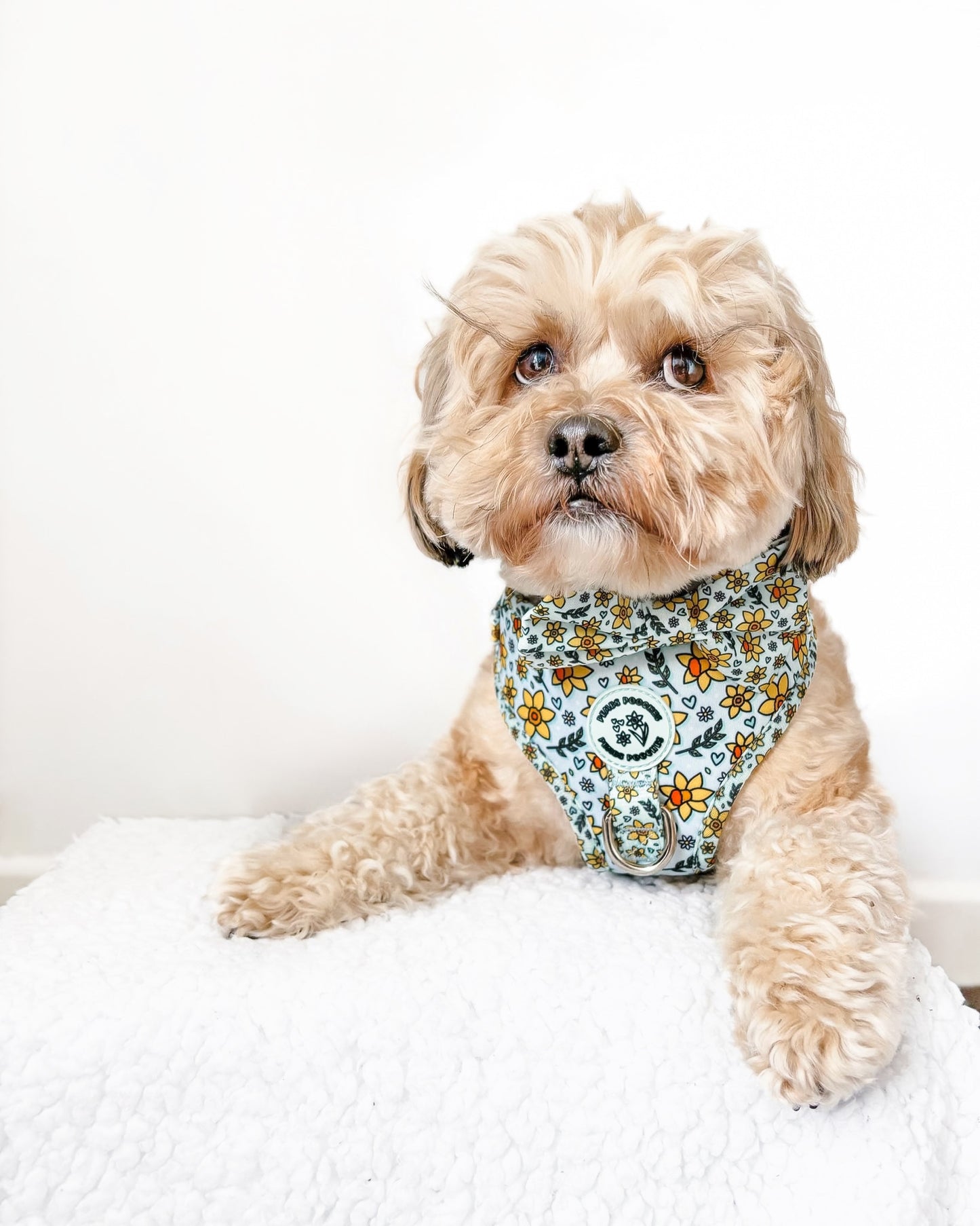 You Make Me Daff Harness