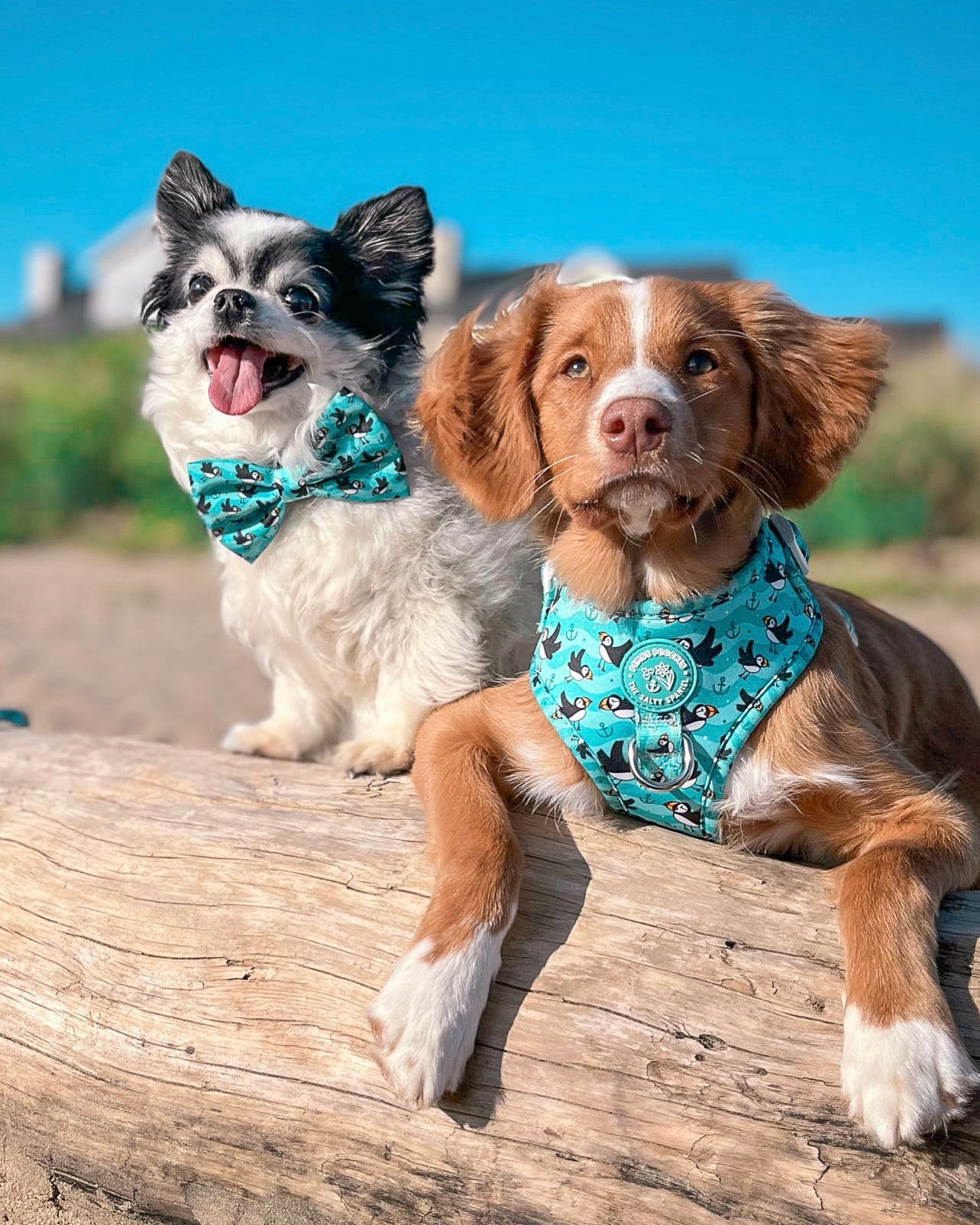 Puffin Awesome! Pembs X The Salty Spaniel - Harness