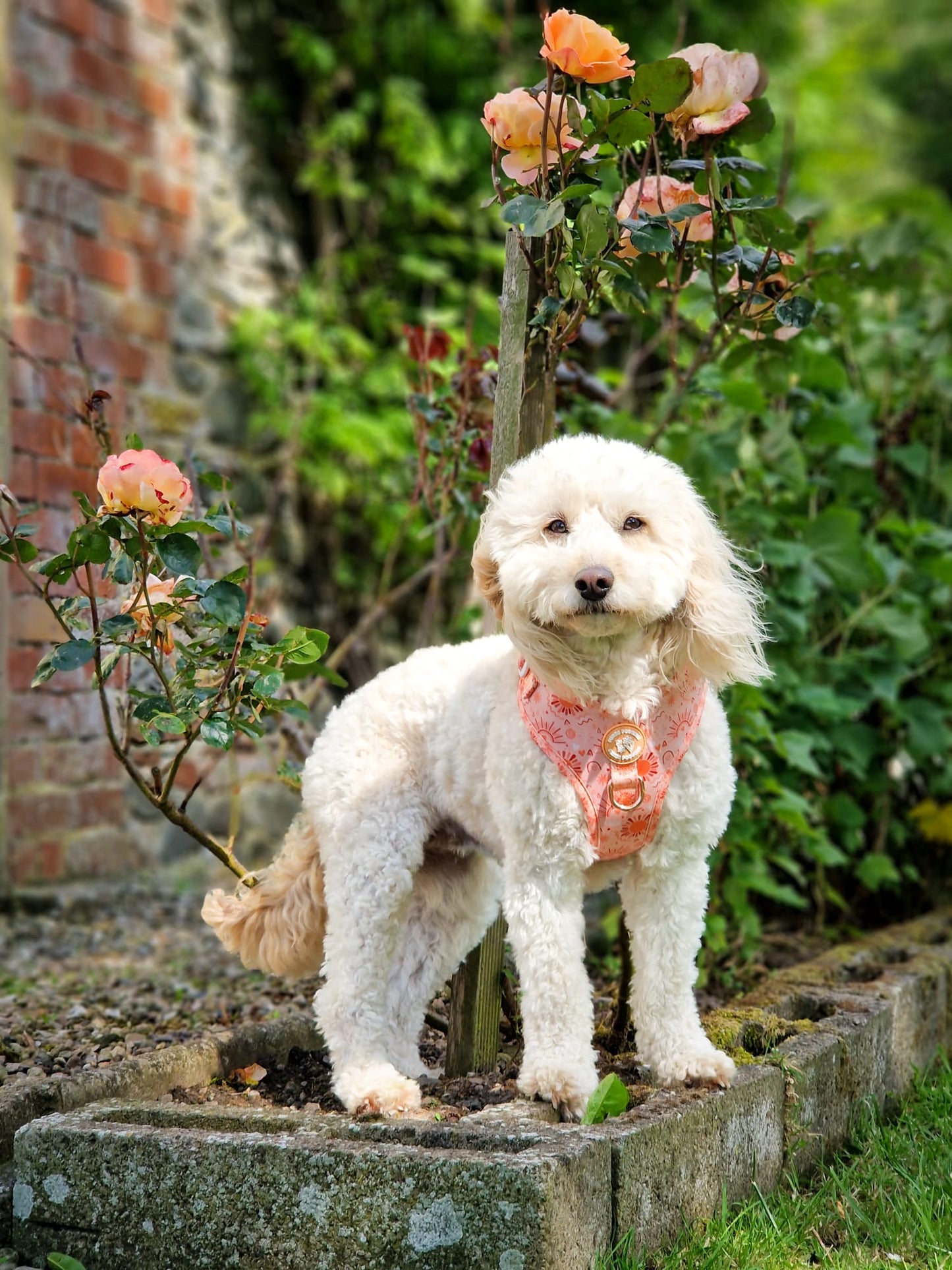 Golden Hour Harness