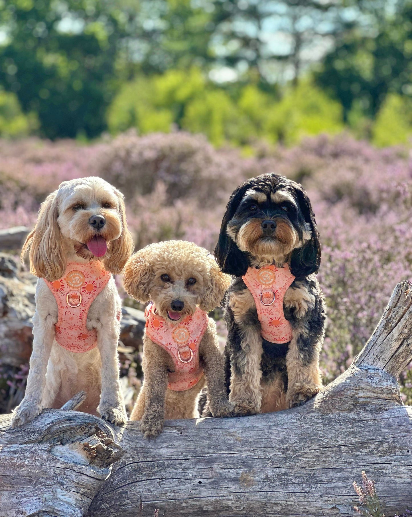 Golden Hour Harness
