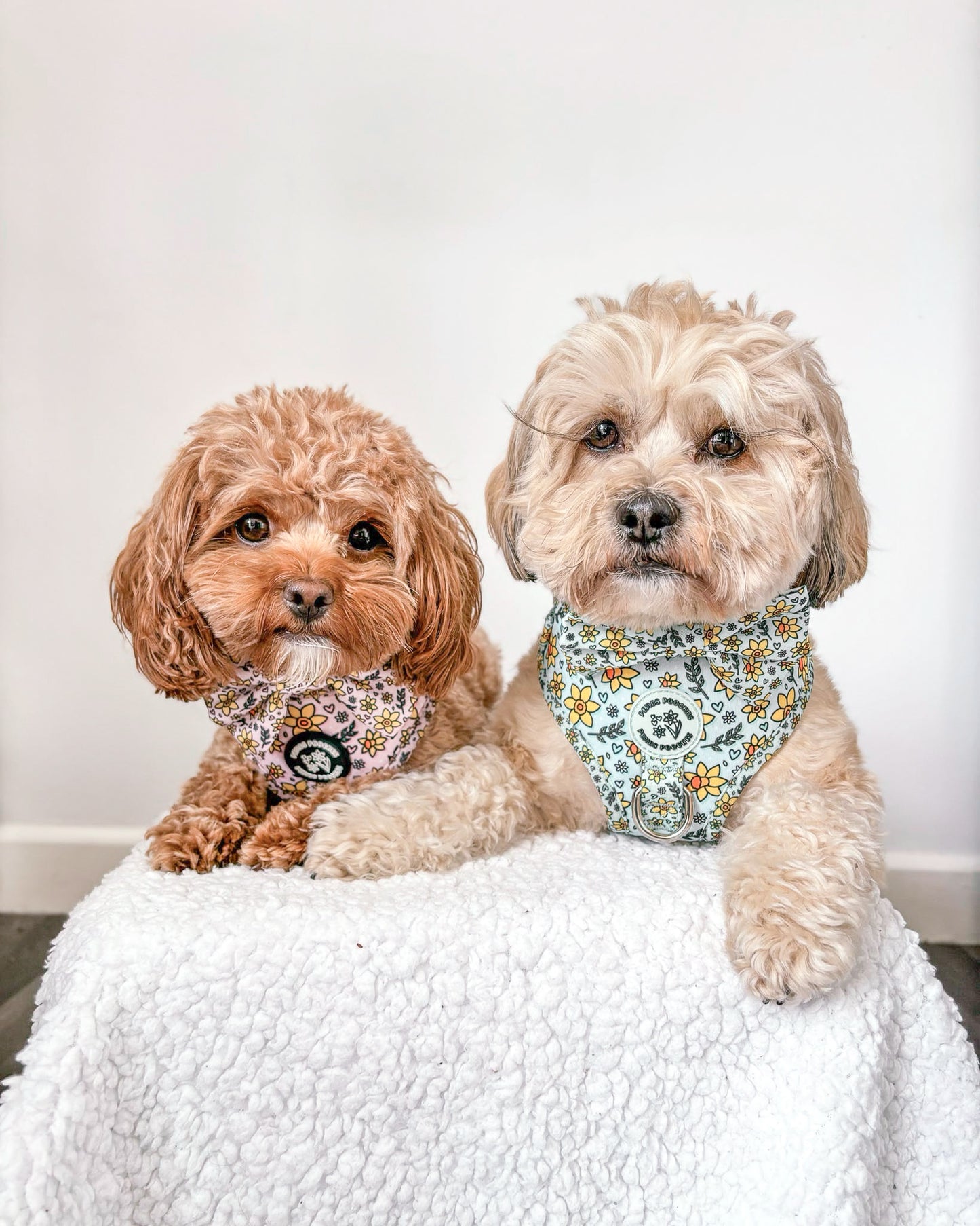 You Make Me Daff Harness