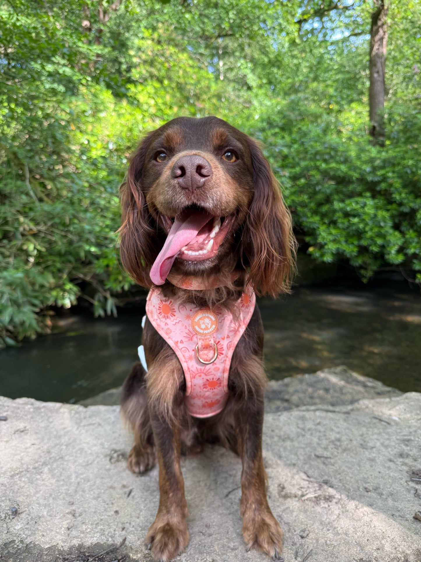Golden Hour Harness