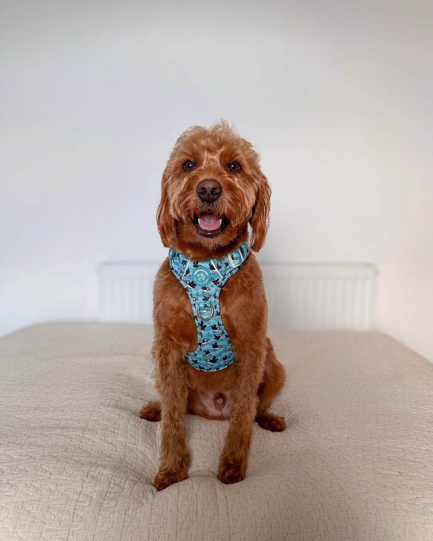 Puffin Awesome! Pembs X The Salty Spaniel - Explorer Harness