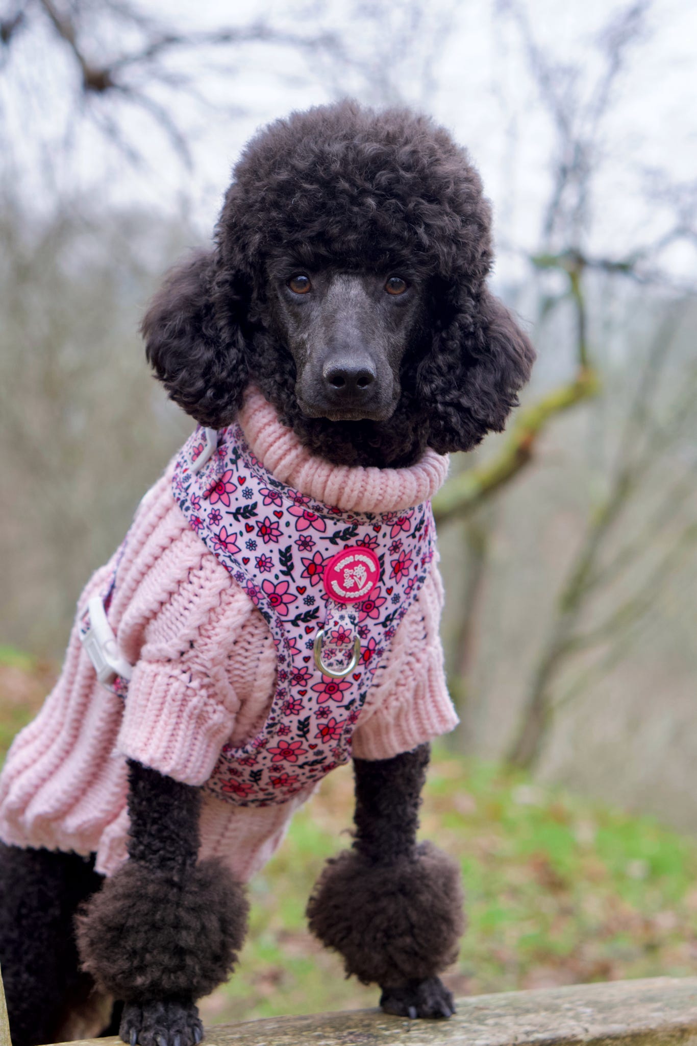 You Make Me Daff! Valentines Edition Harness