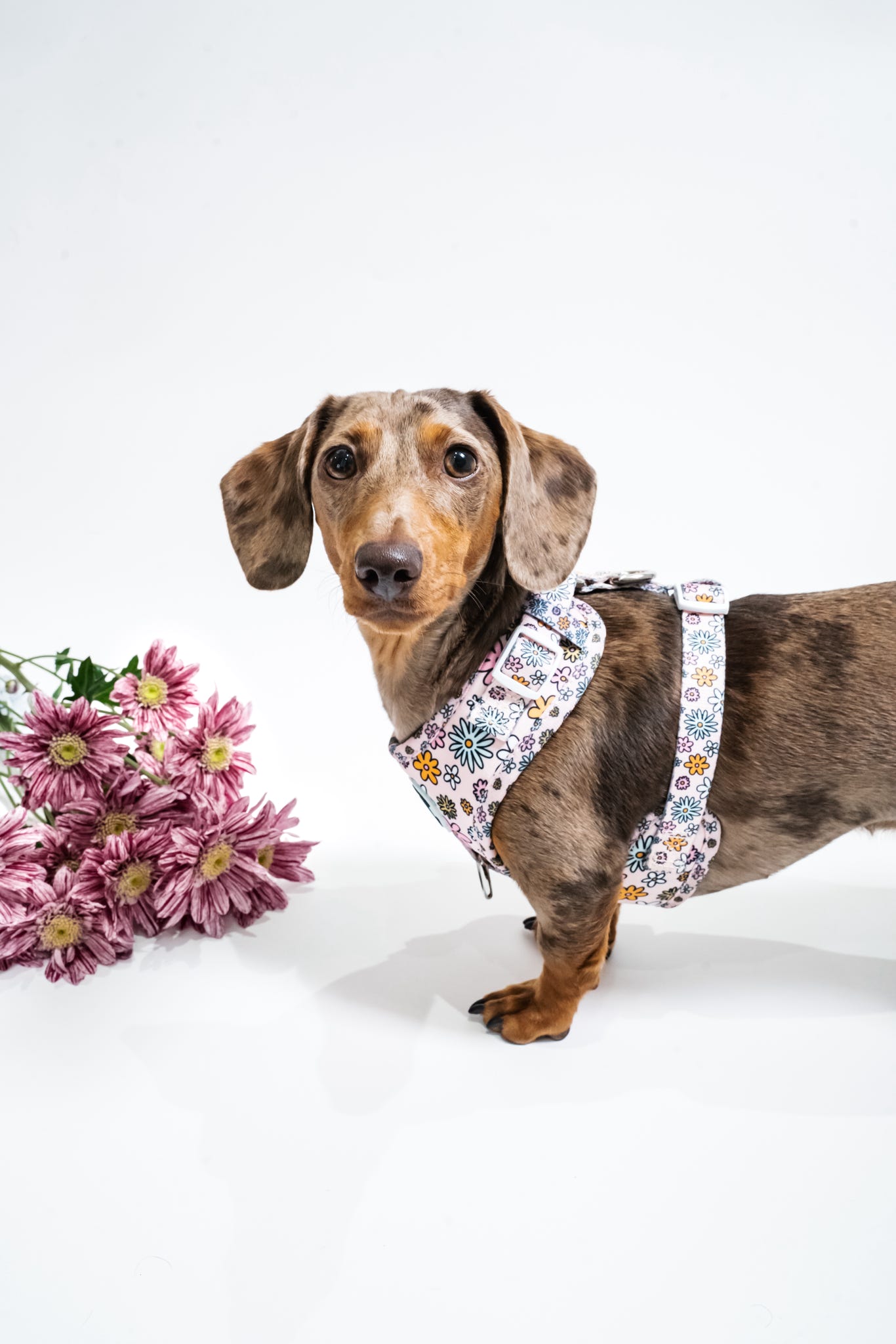 Floral Frenzy Harness