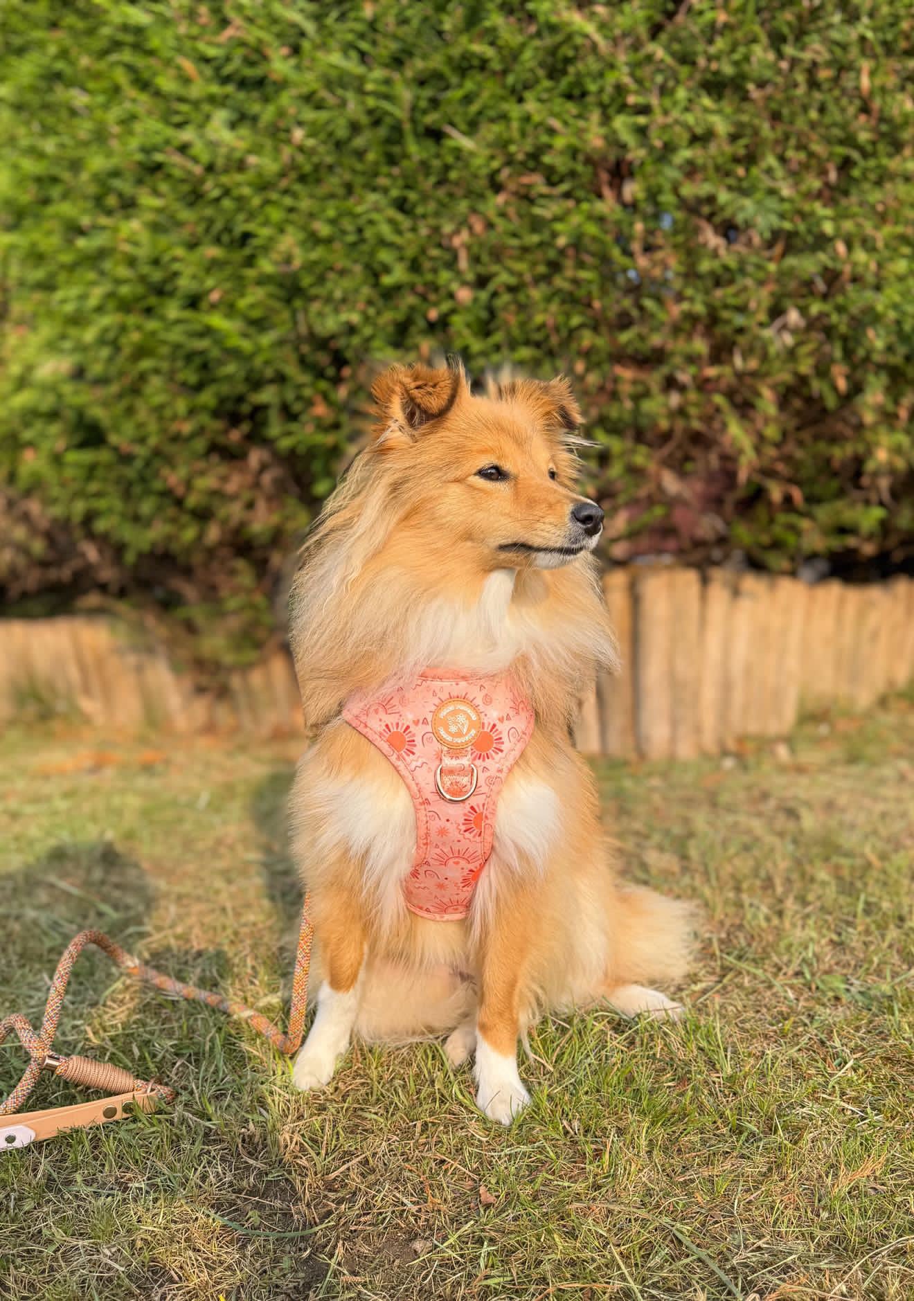 Golden Hour Harness