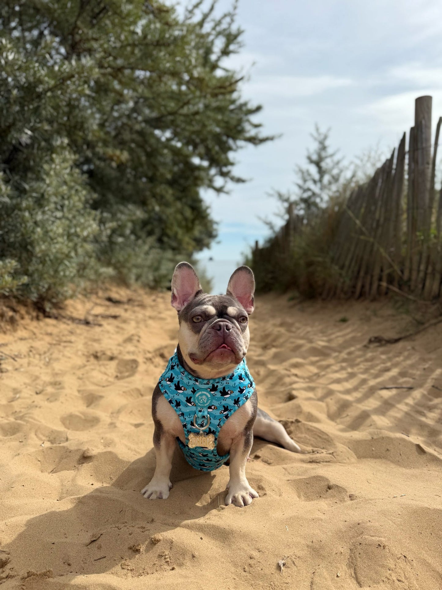 Puffin Awesome! Pembs X The Salty Spaniel - Harness