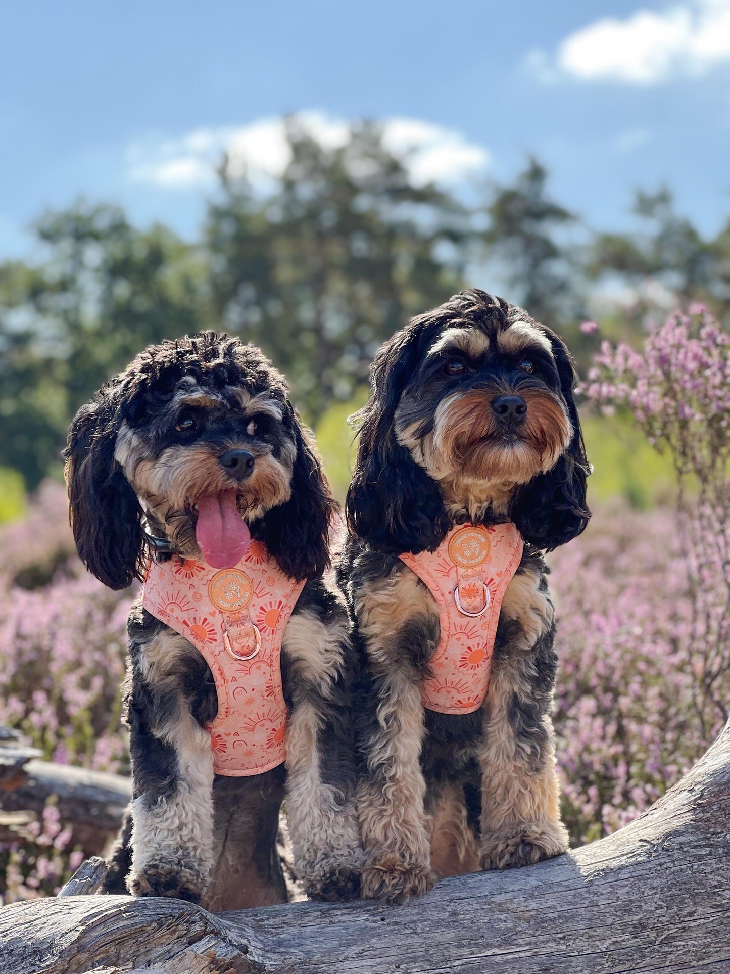 Golden Hour Harness