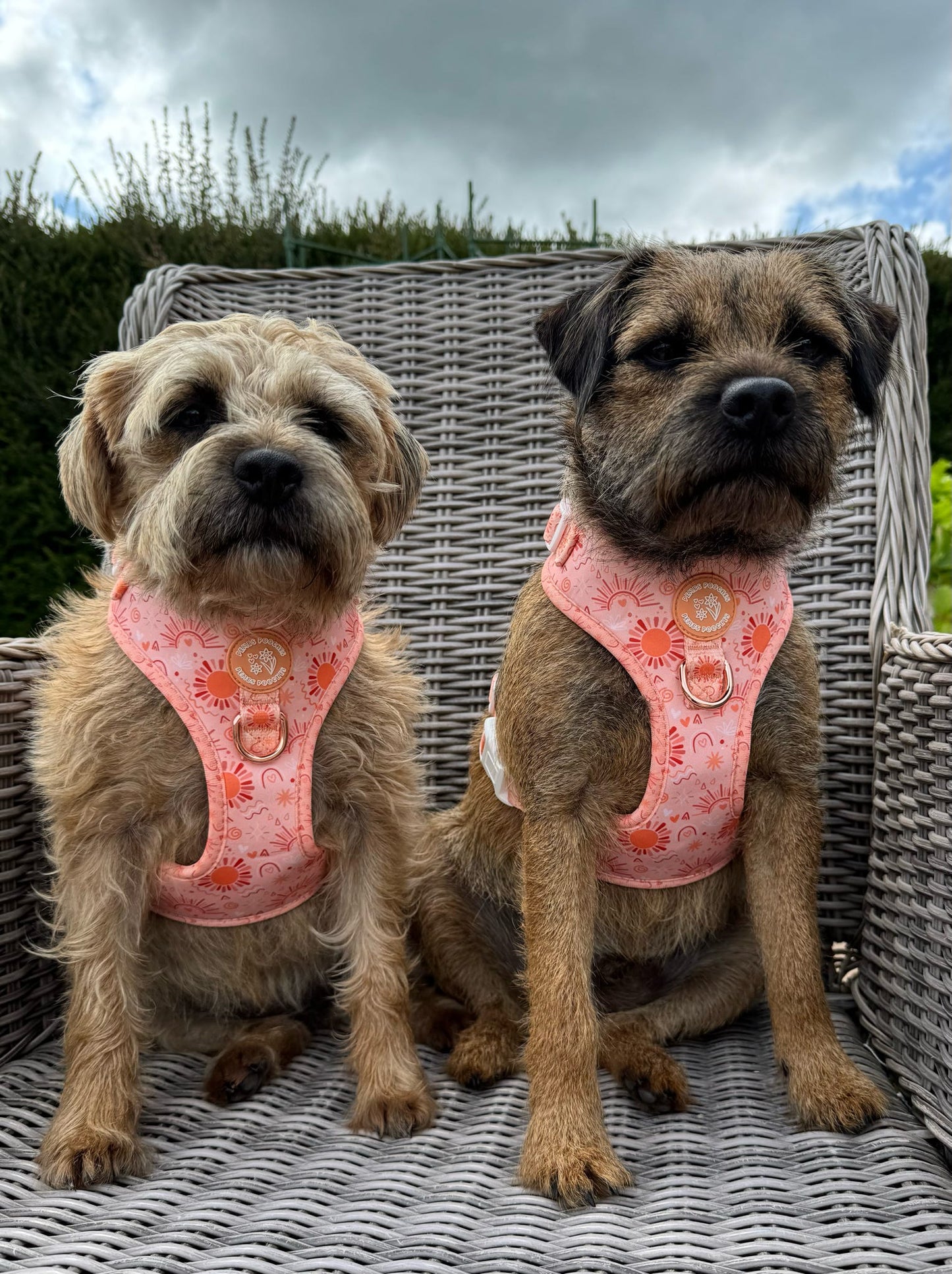 Golden Hour Harness