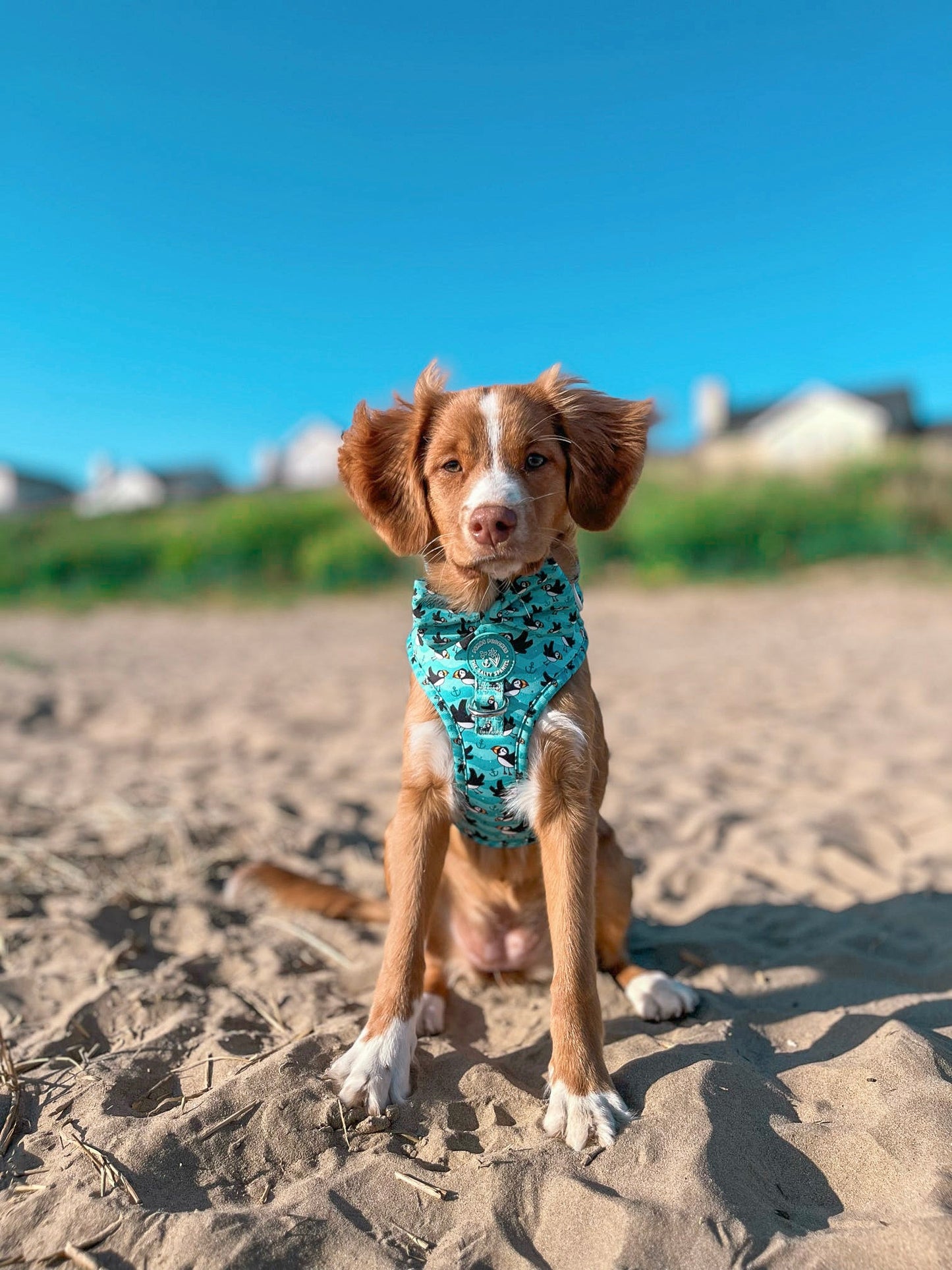 Puffin Awesome! Pembs X The Salty Spaniel - Harness