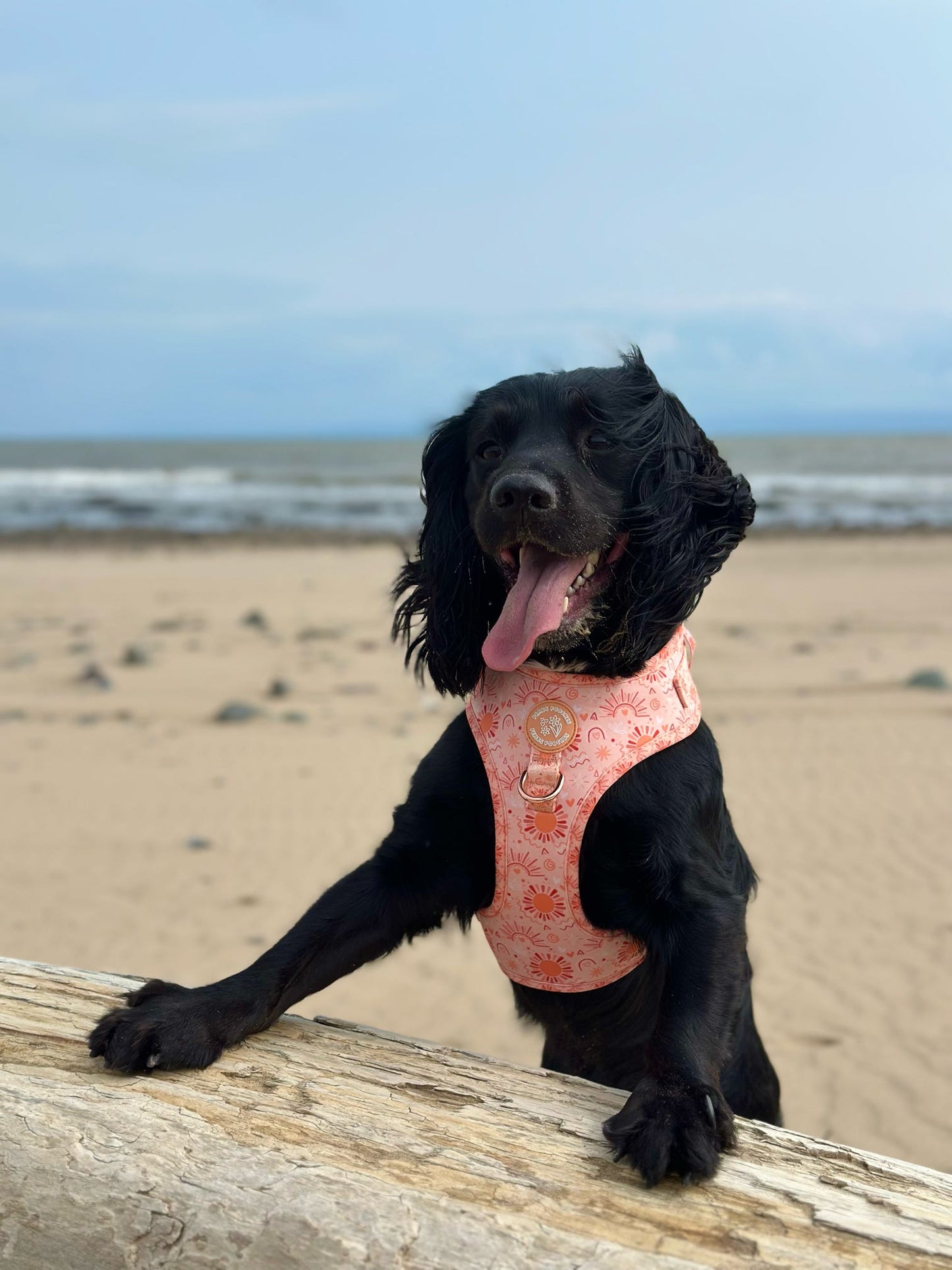 Golden Hour Harness