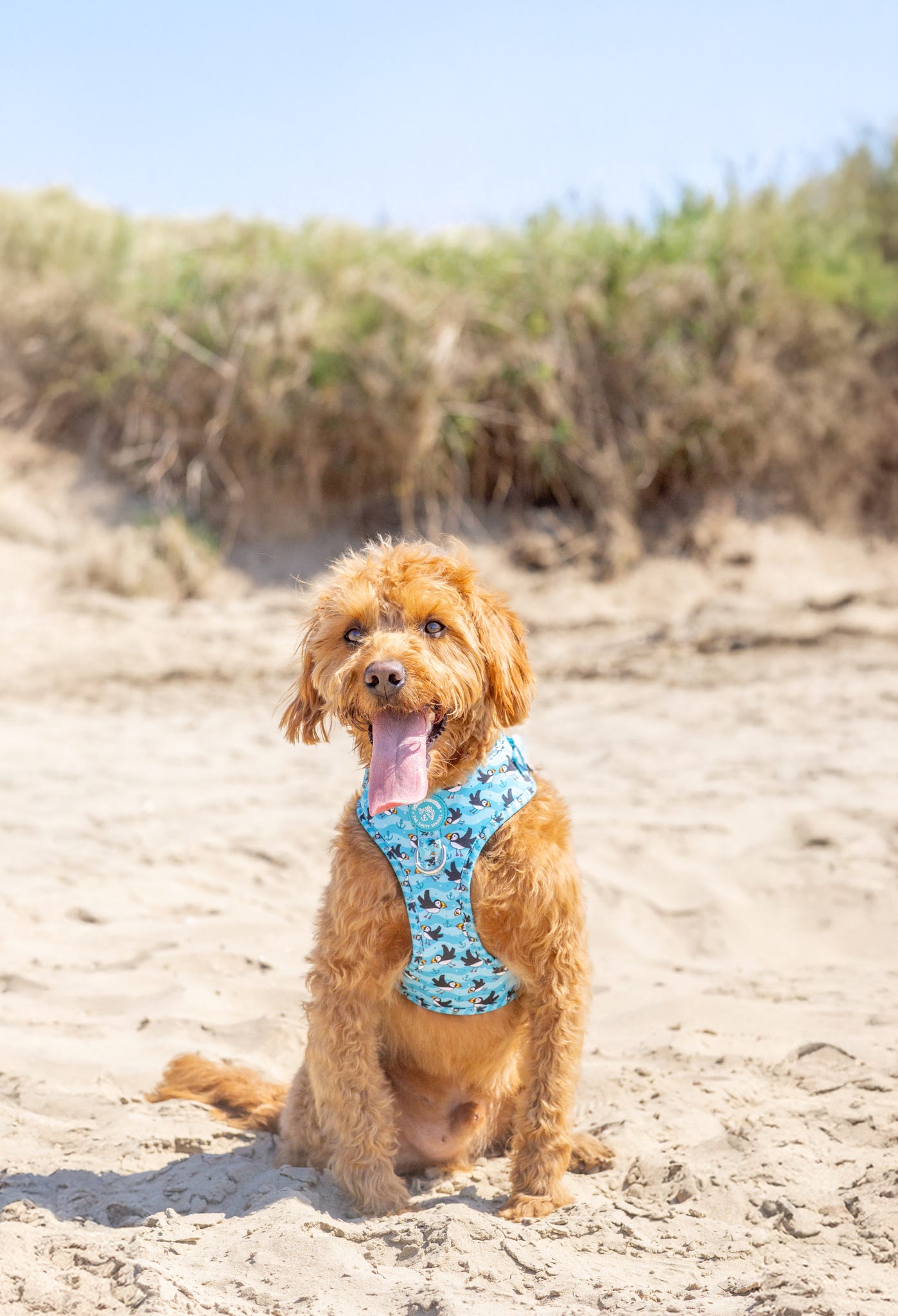 Puffin Awesome! Pembs X The Salty Spaniel - Harness