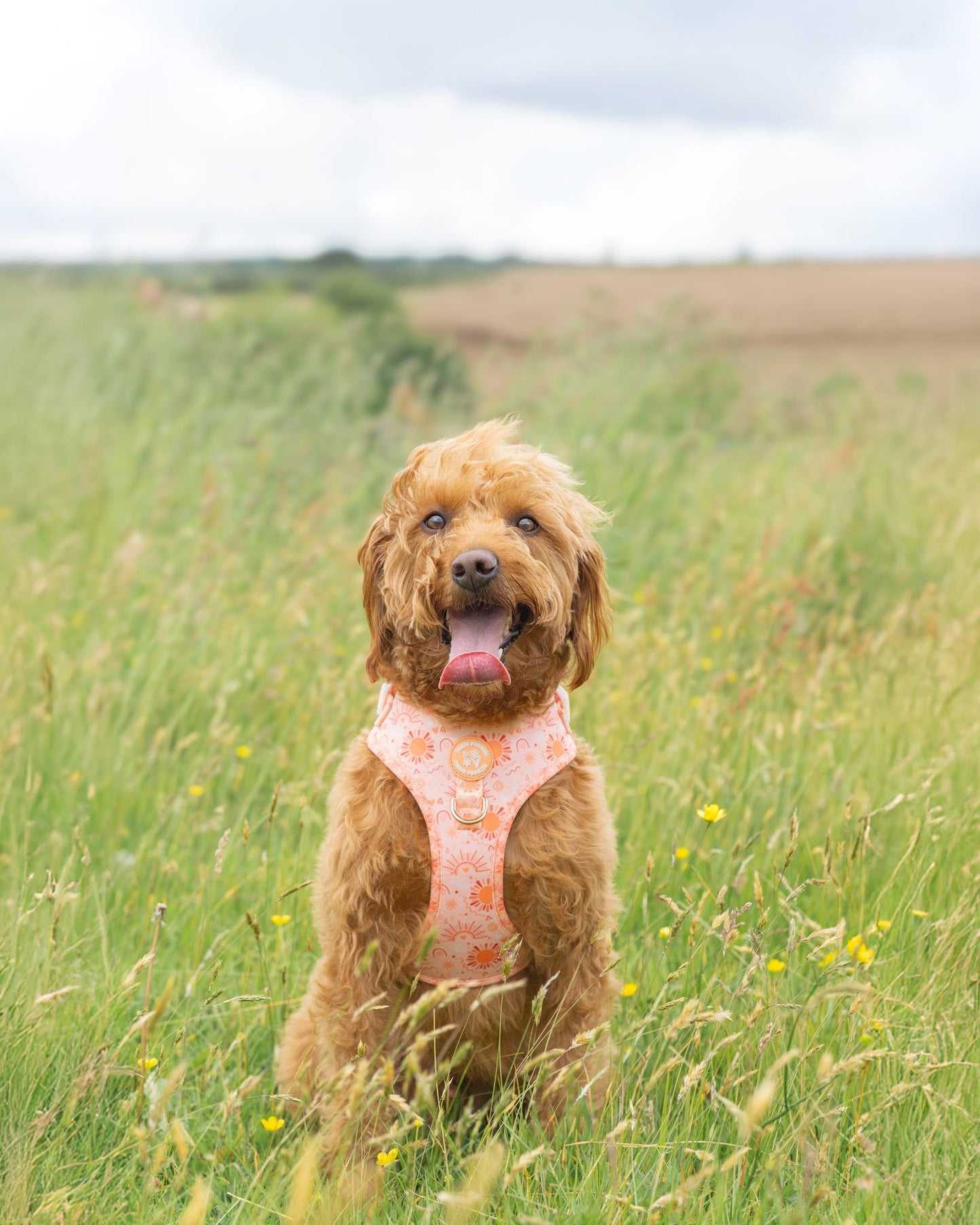 Golden Hour Harness