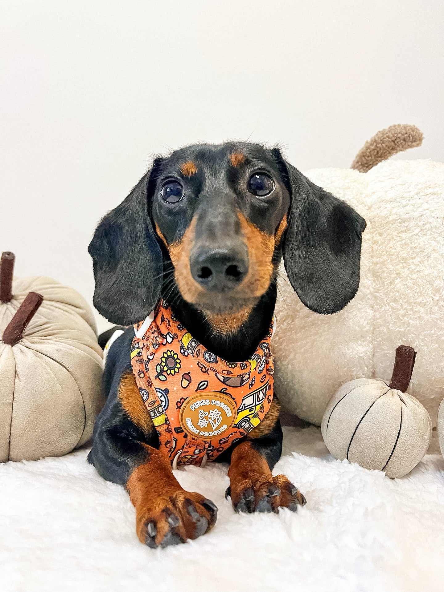 Paws and S’mores Harness