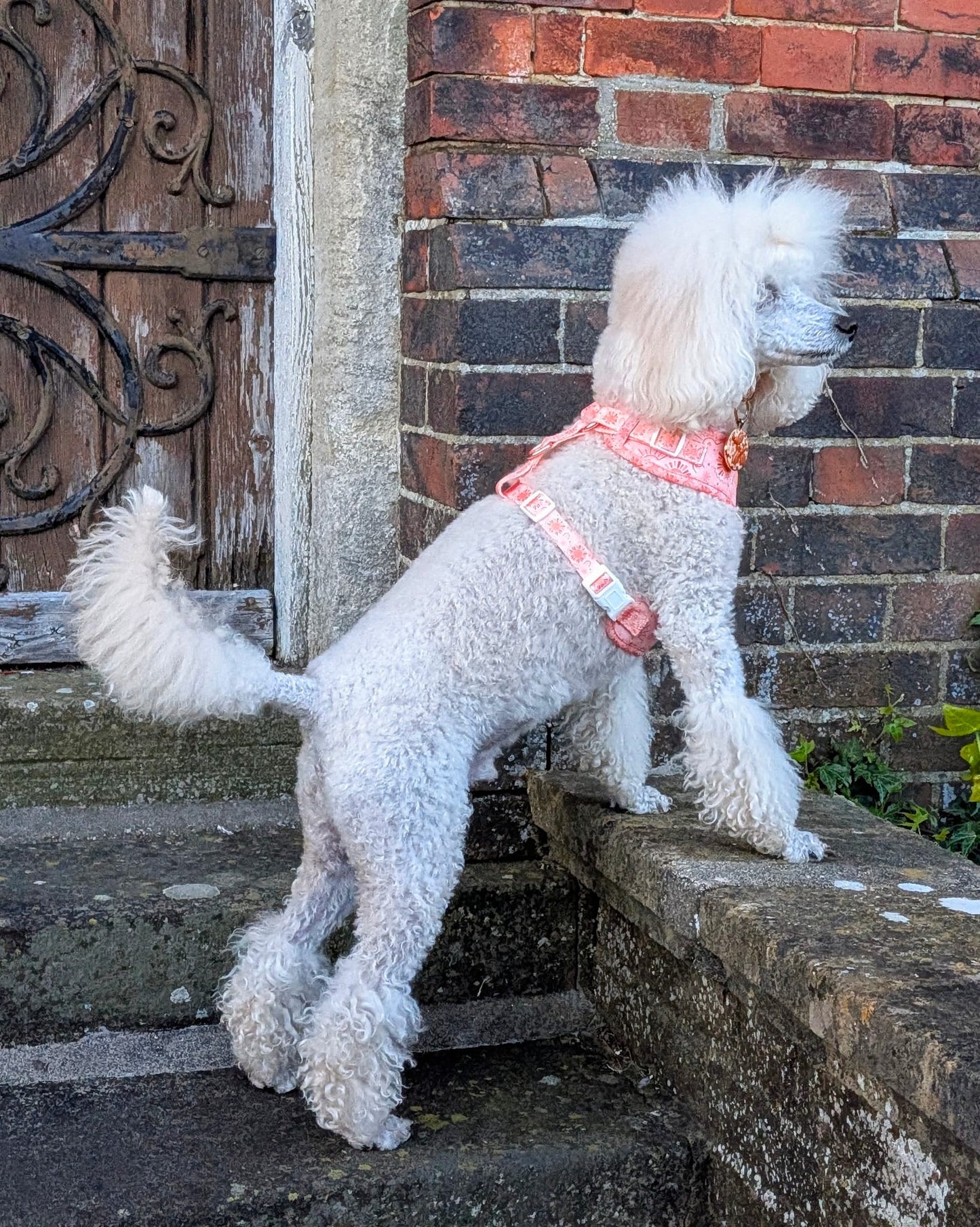 Golden Hour Harness