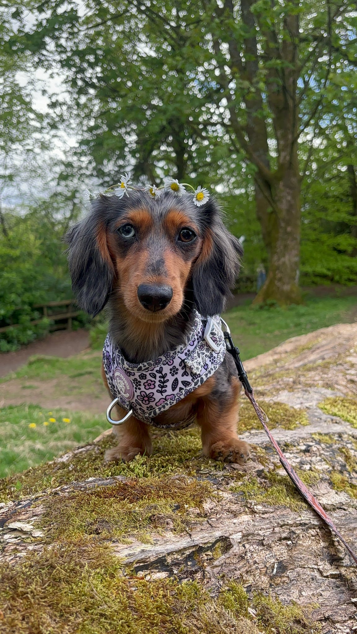 Pembs Petals Hyacinth Harness