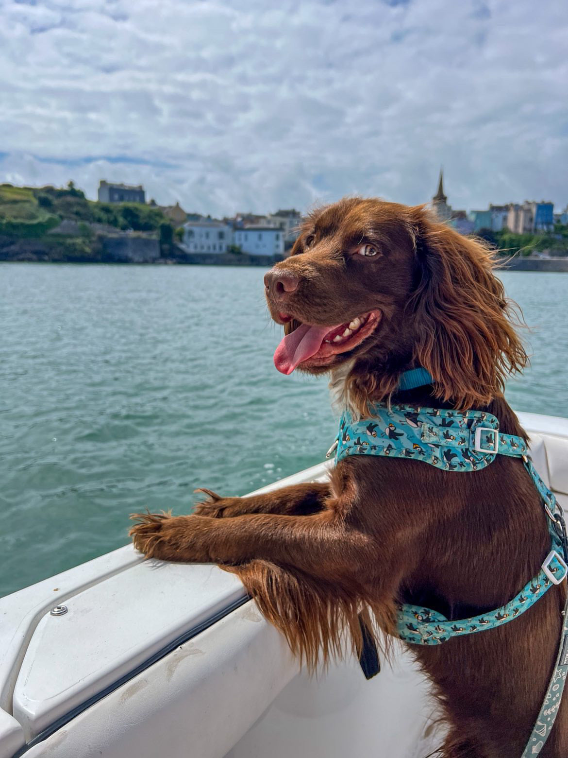 Puffin Awesome! Pembs X The Salty Spaniel - Harness