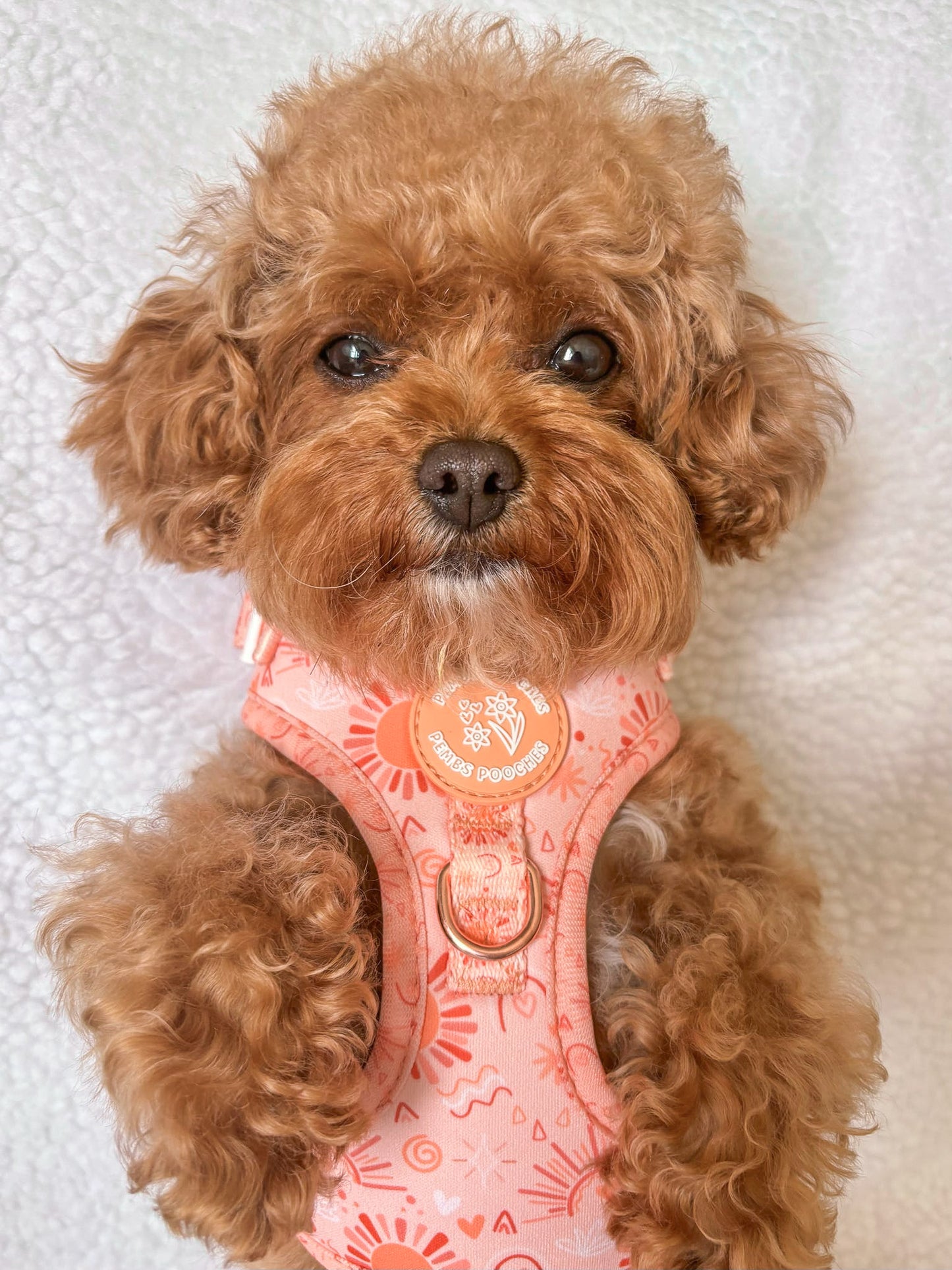 Golden Hour Harness
