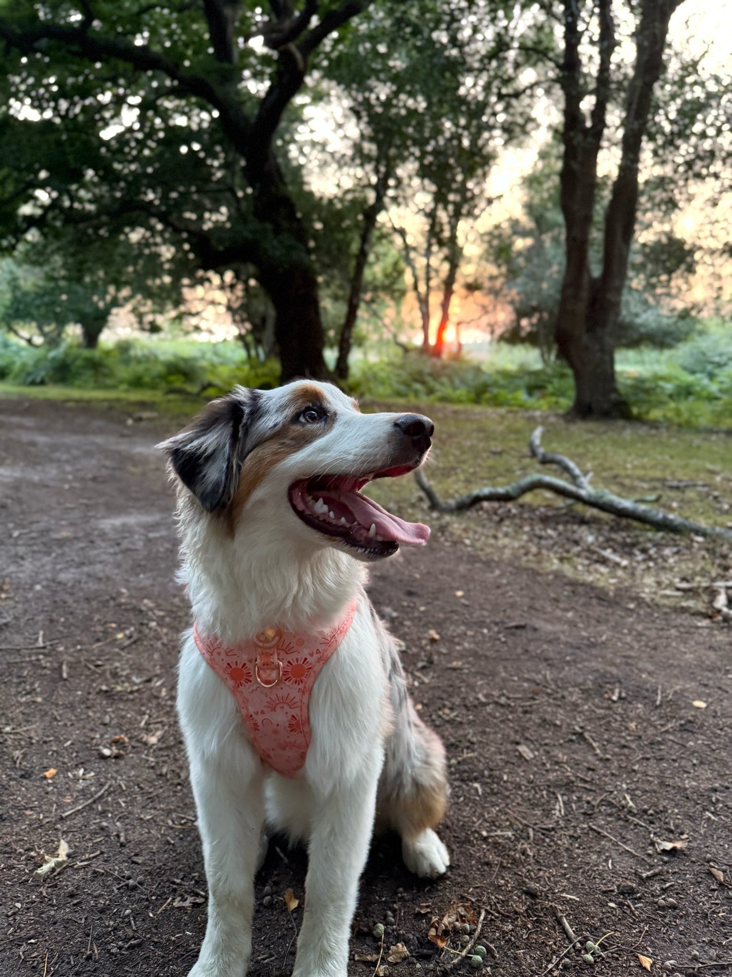 Golden Hour Harness