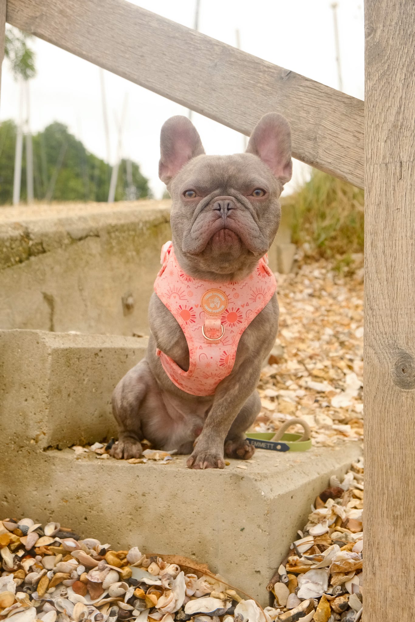 Golden Hour Harness