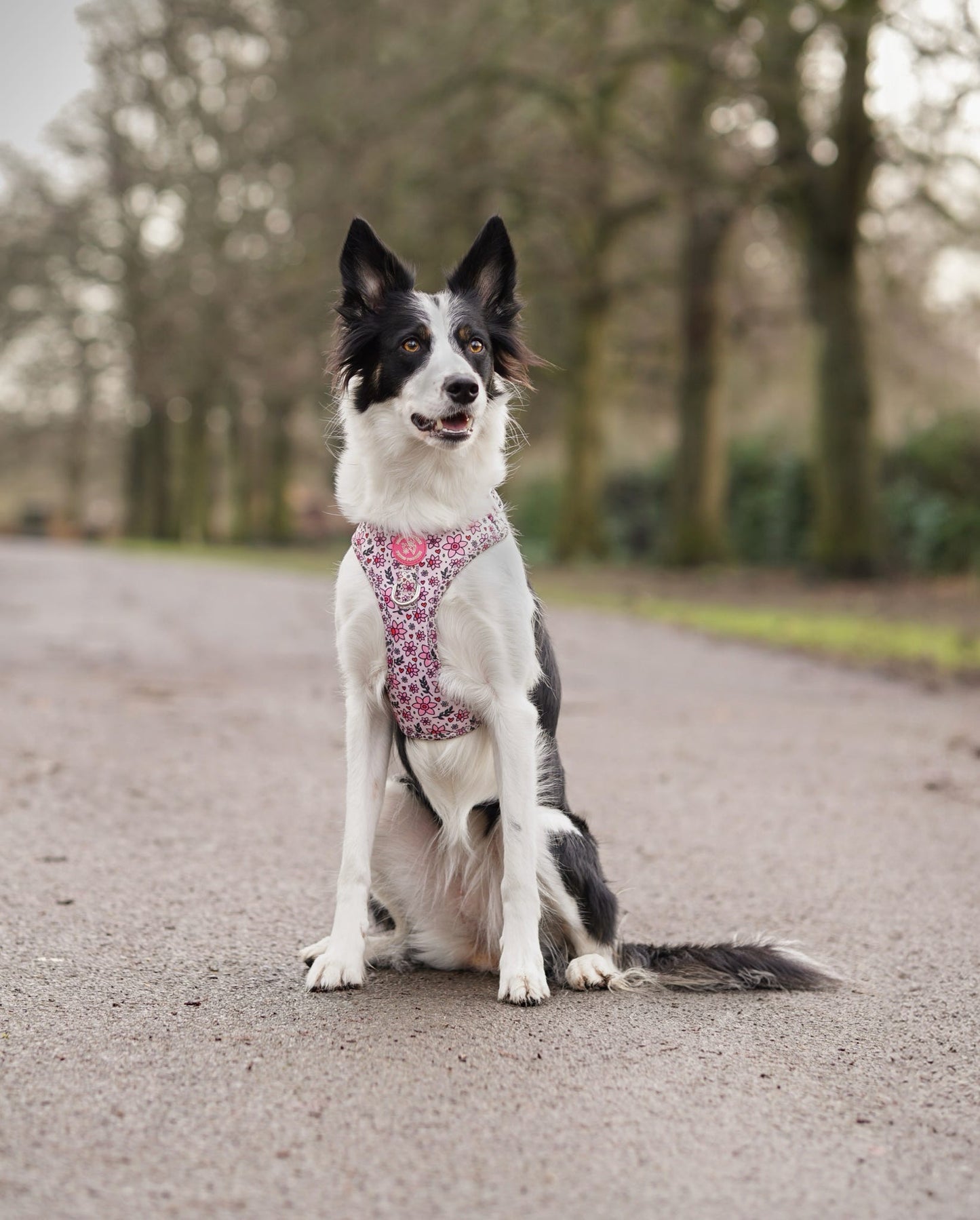 You Make Me Daff! Valentines Edition Harness