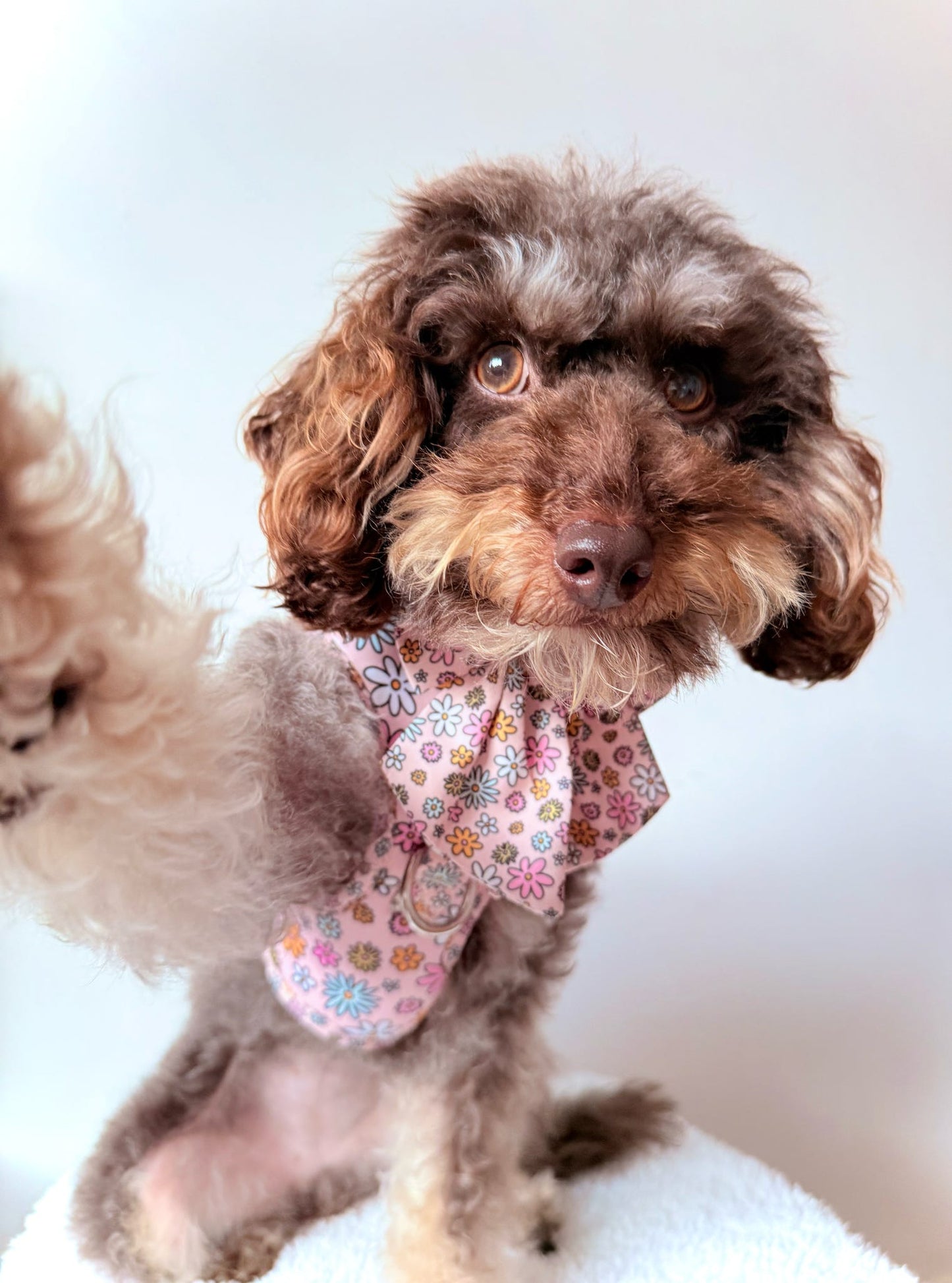Floral Frenzy Harness