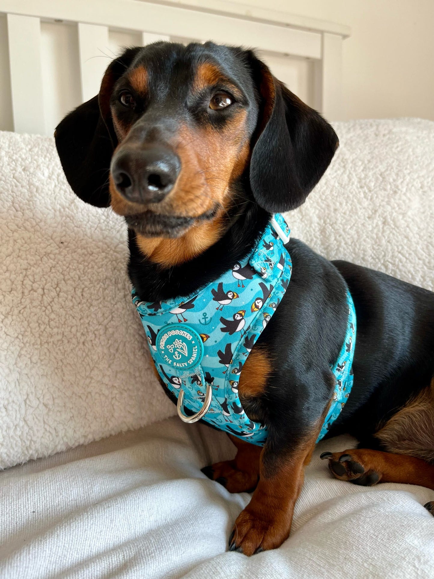 Puffin Awesome! Pembs X The Salty Spaniel - Harness