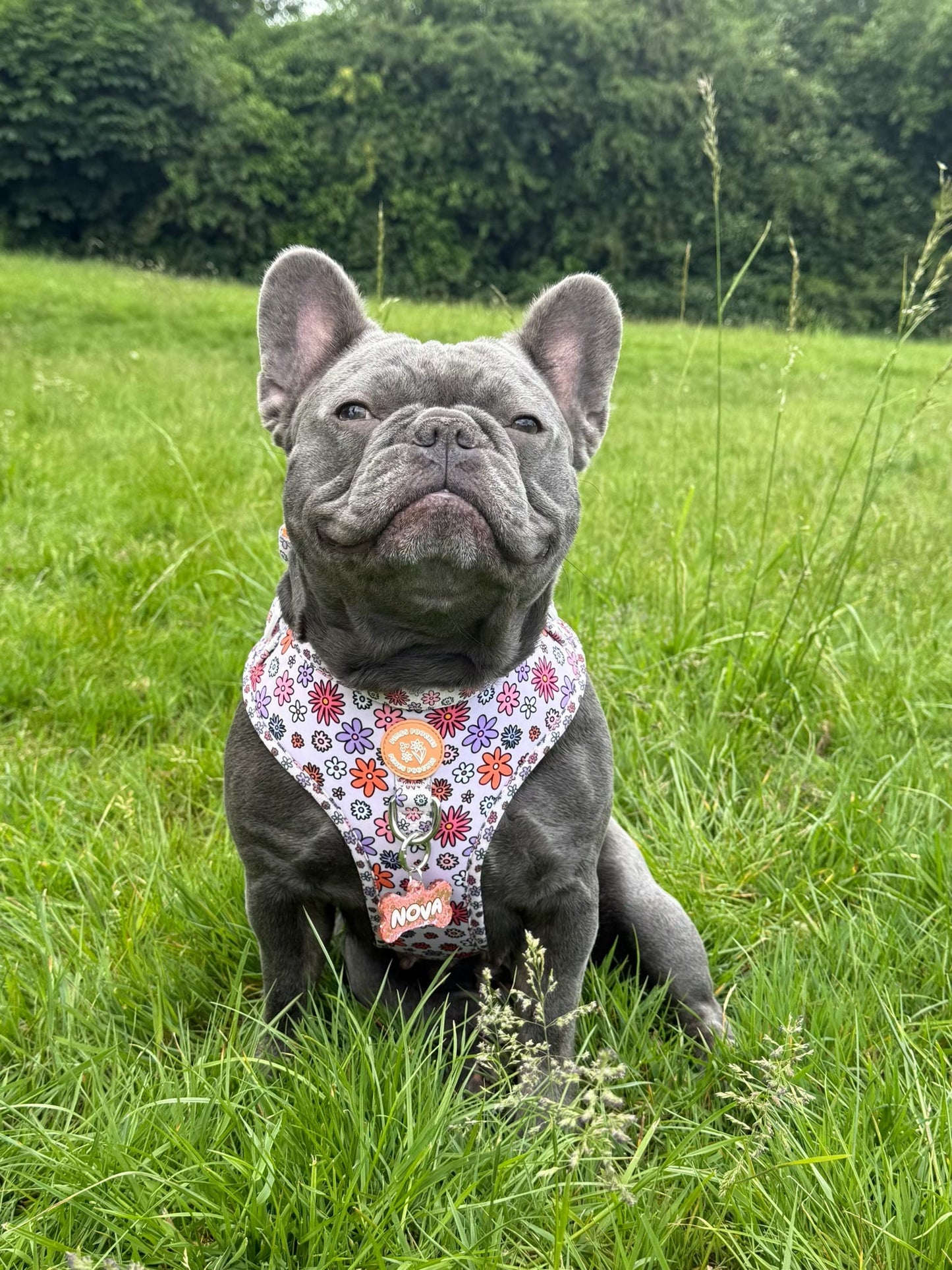 Daisy Daze - Harness