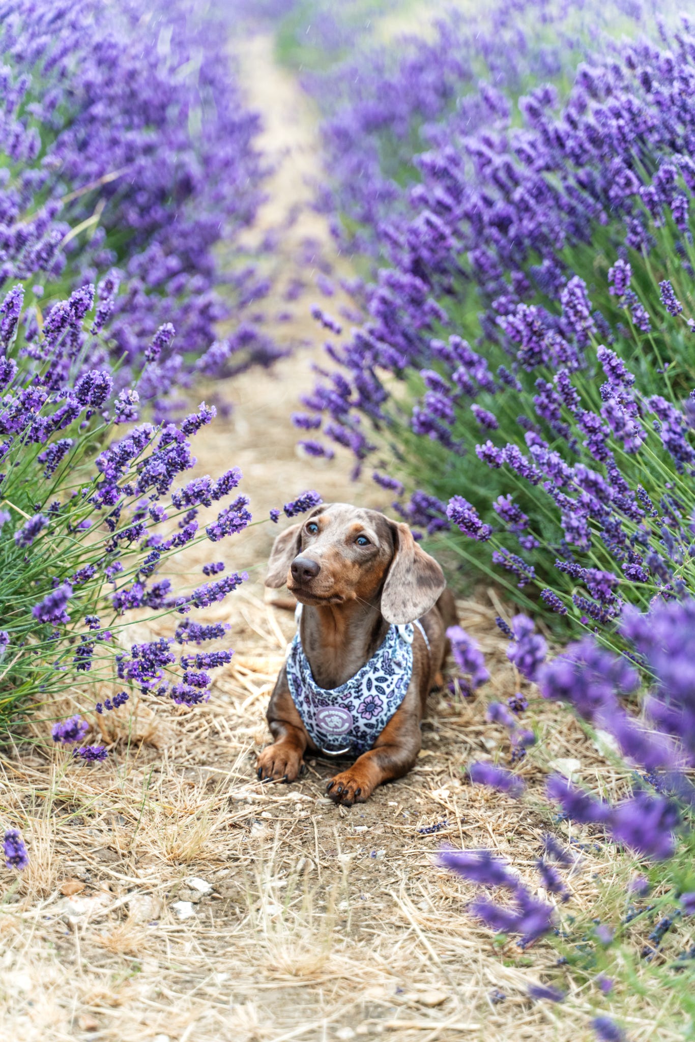 Pembs Petals Hyacinth Harness
