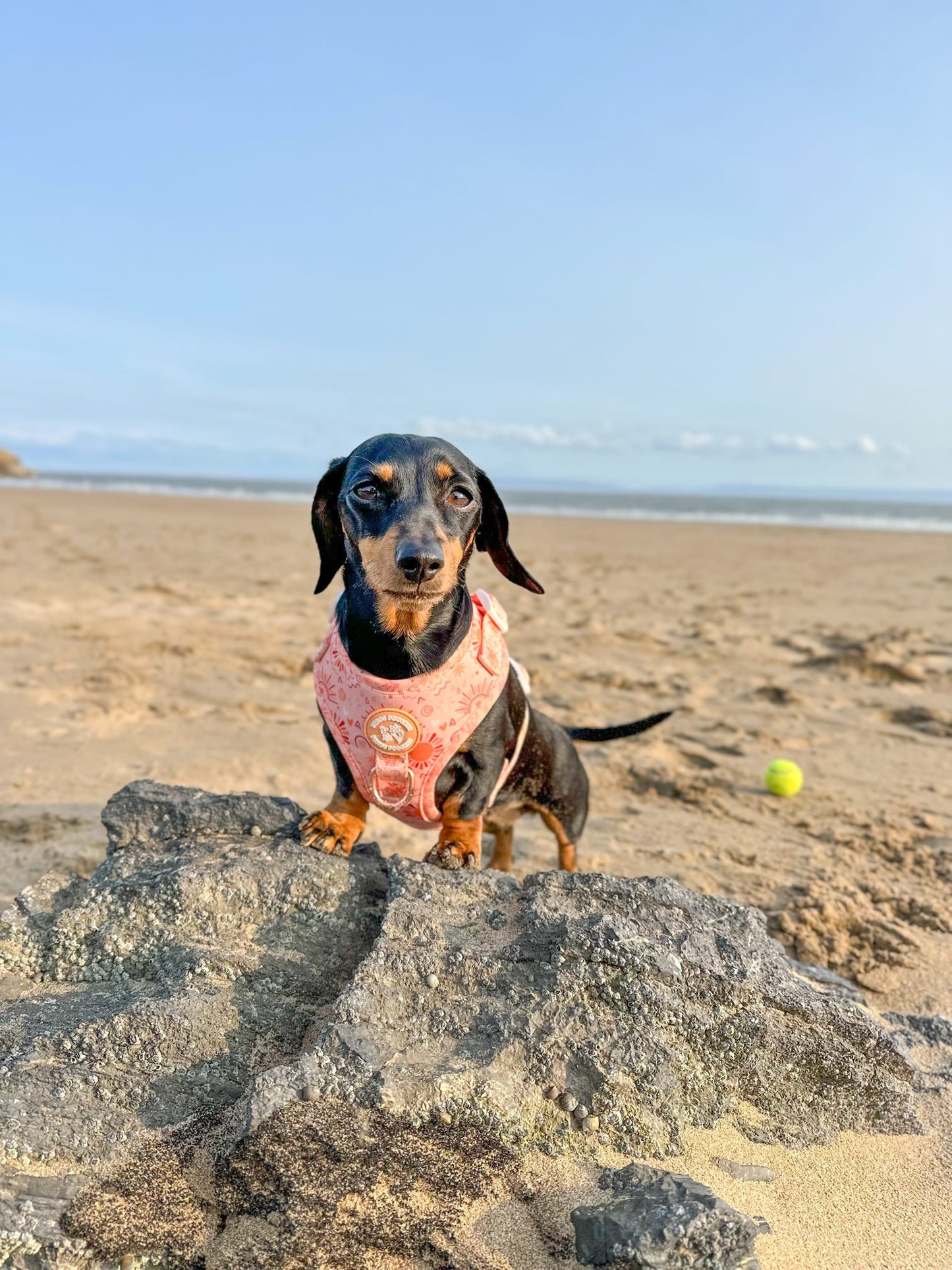 Golden Hour Harness
