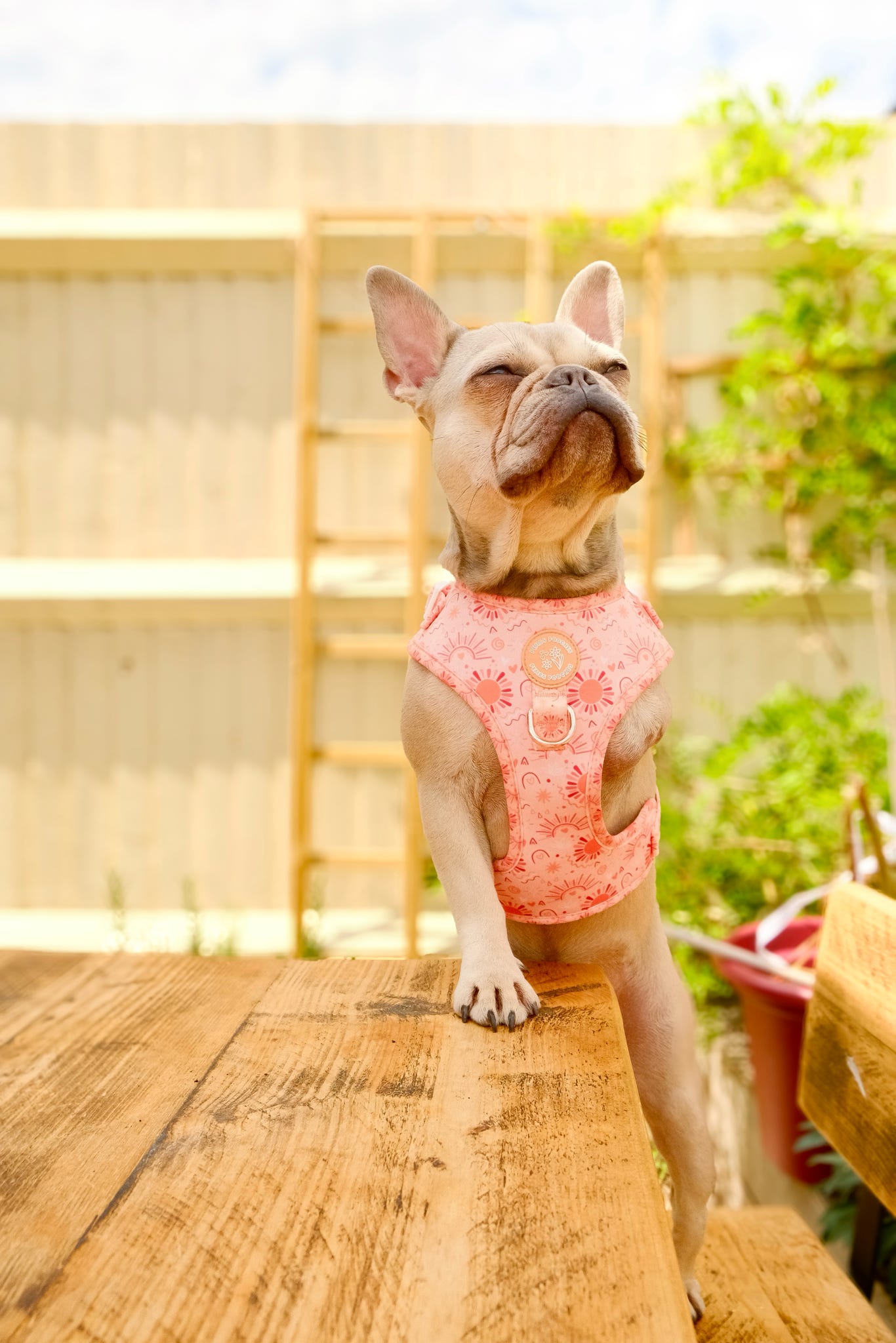 Golden Hour Harness