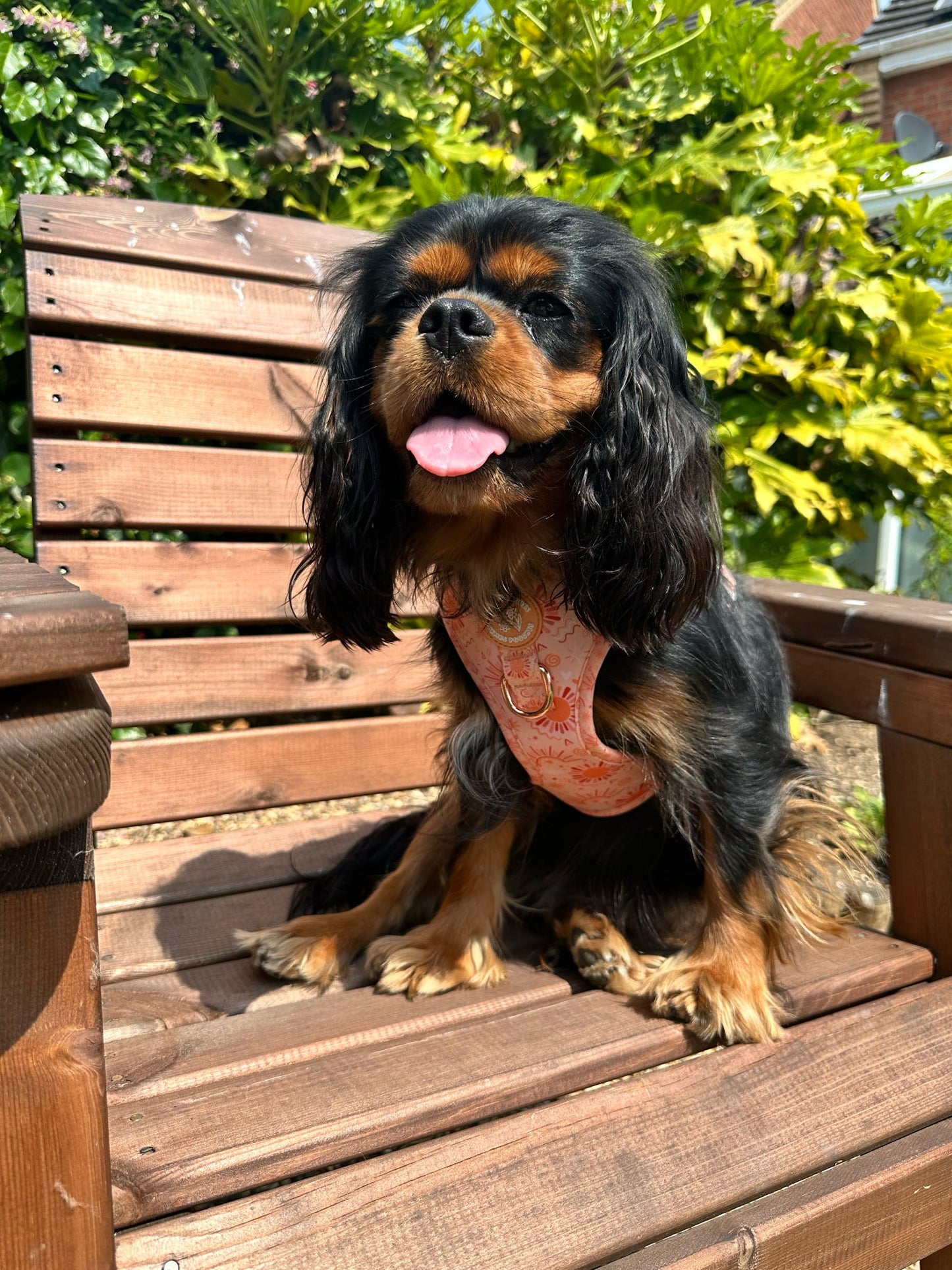 Golden Hour Harness