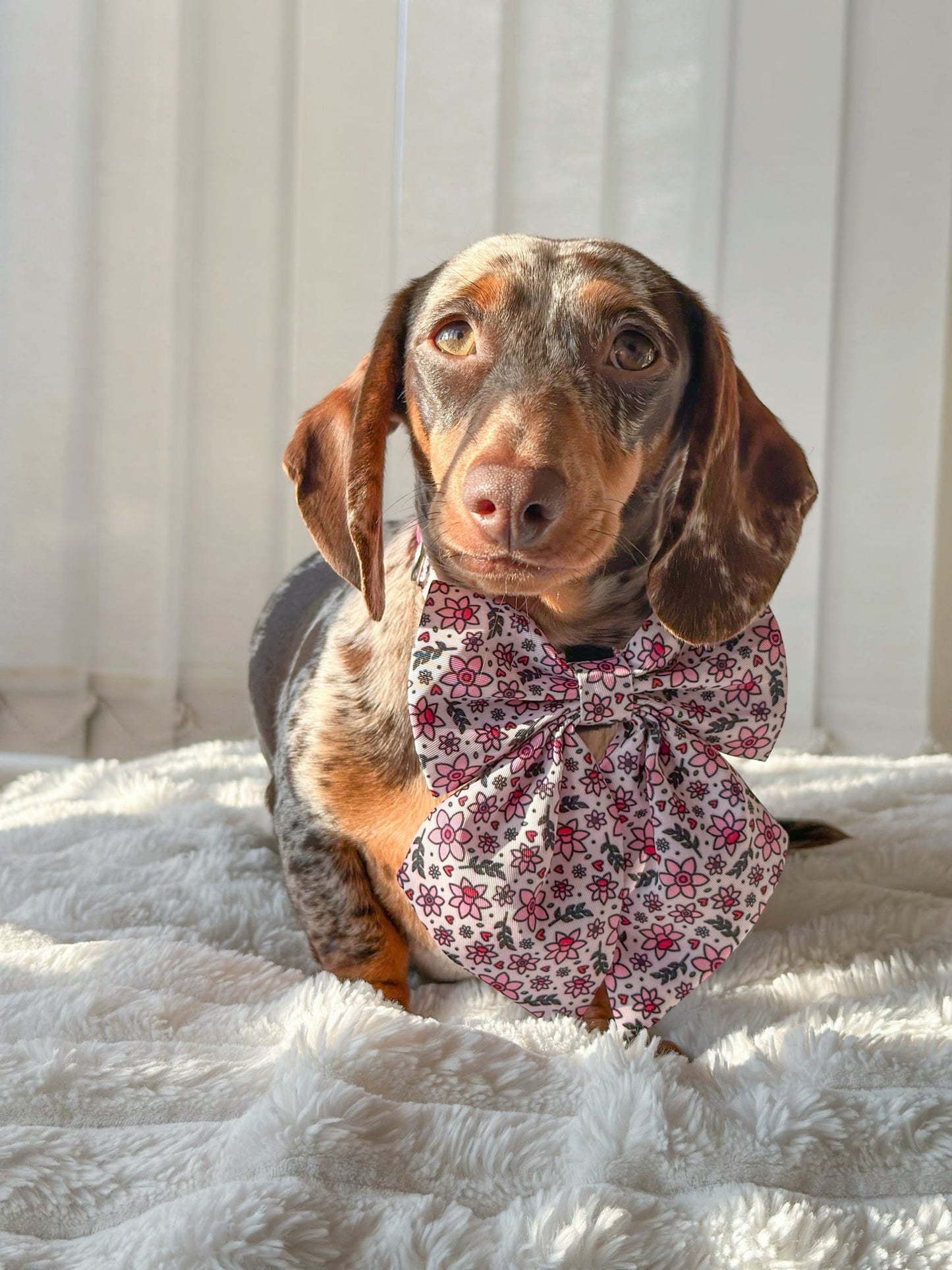 You Make Me Daff! Valentines Edition Harness