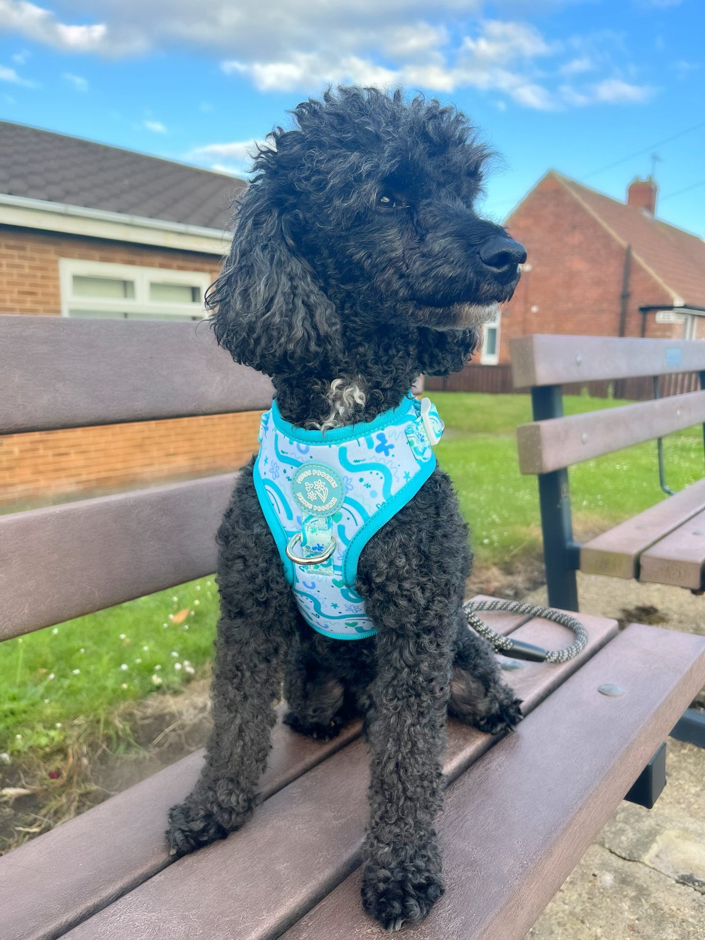 Wavy baby ( Blueberry)