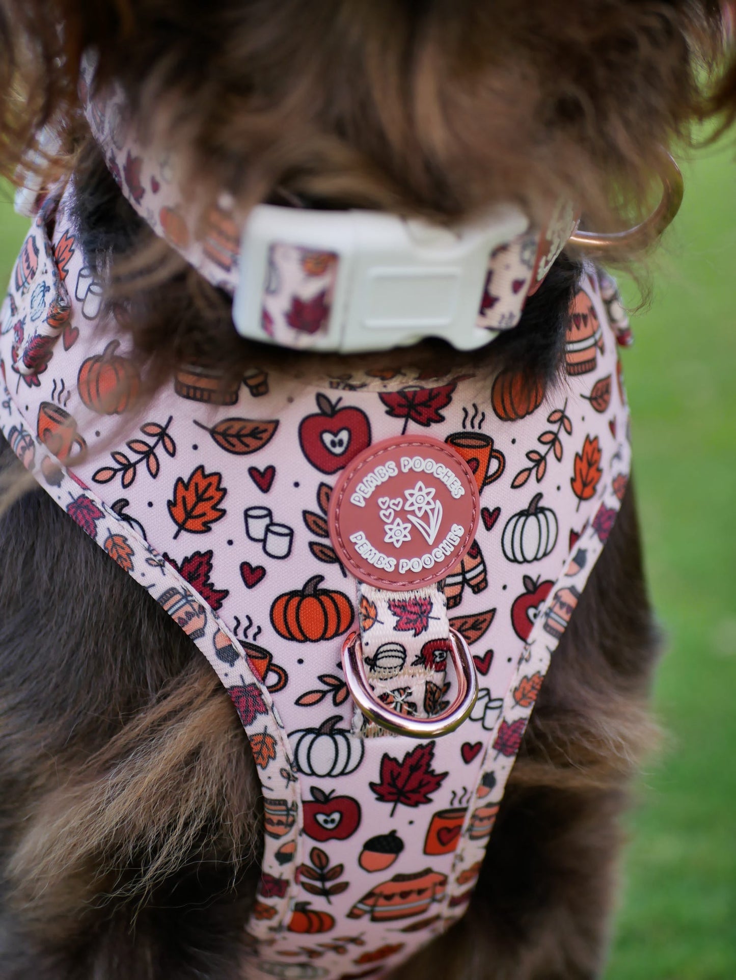Pembs In Fall - Harness