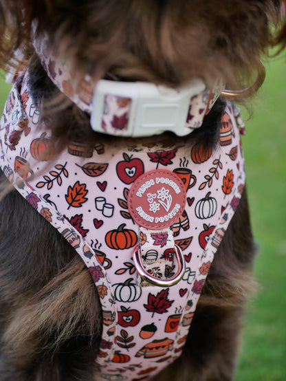 Pembs In Fall - Harness