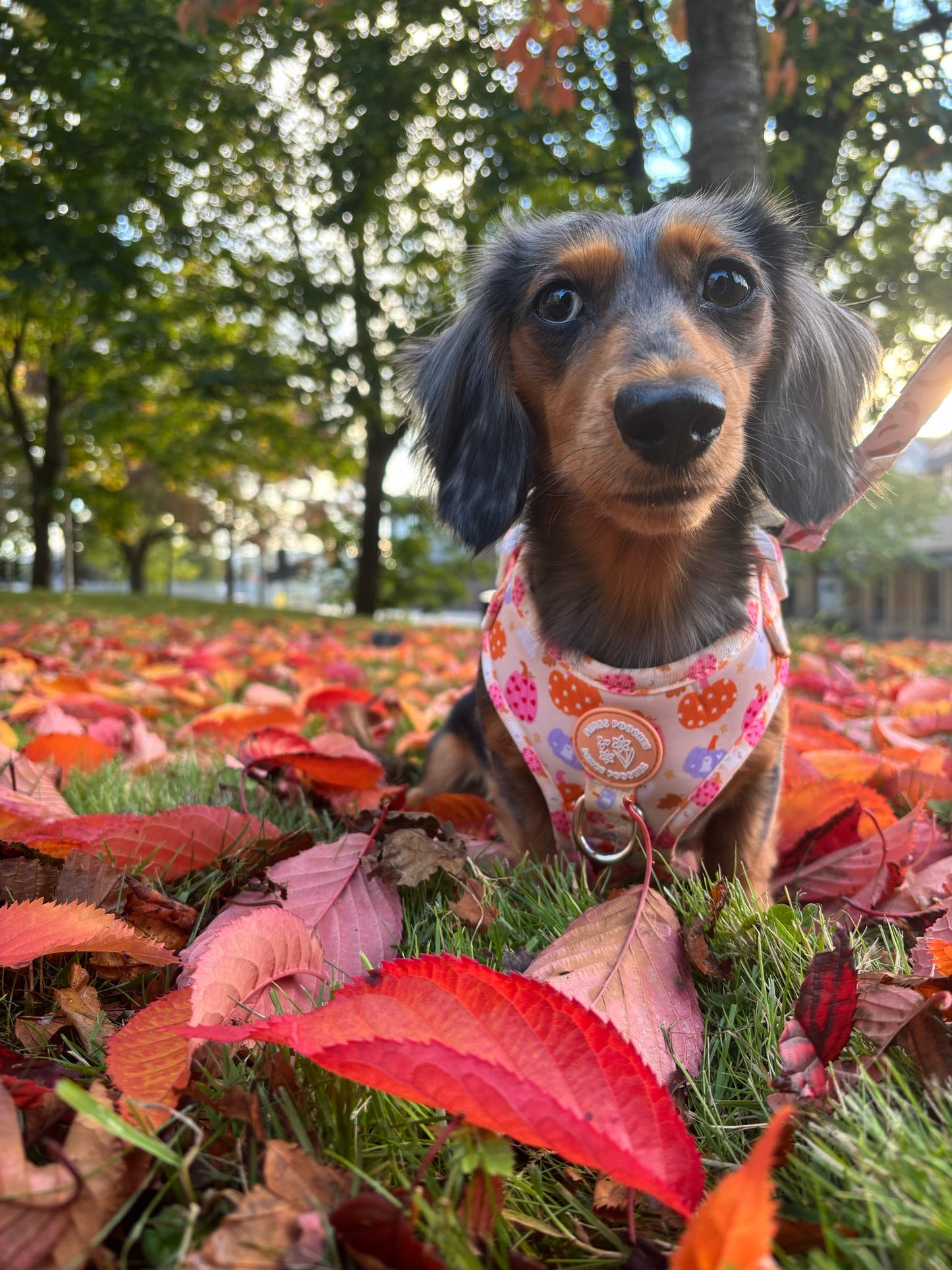 Too Cute To Spook! Harness