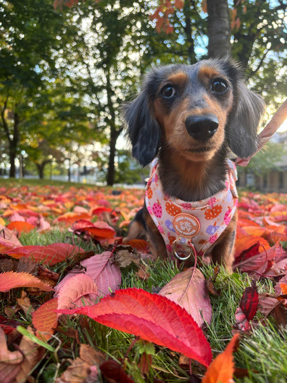 Too Cute To Spook! Harness