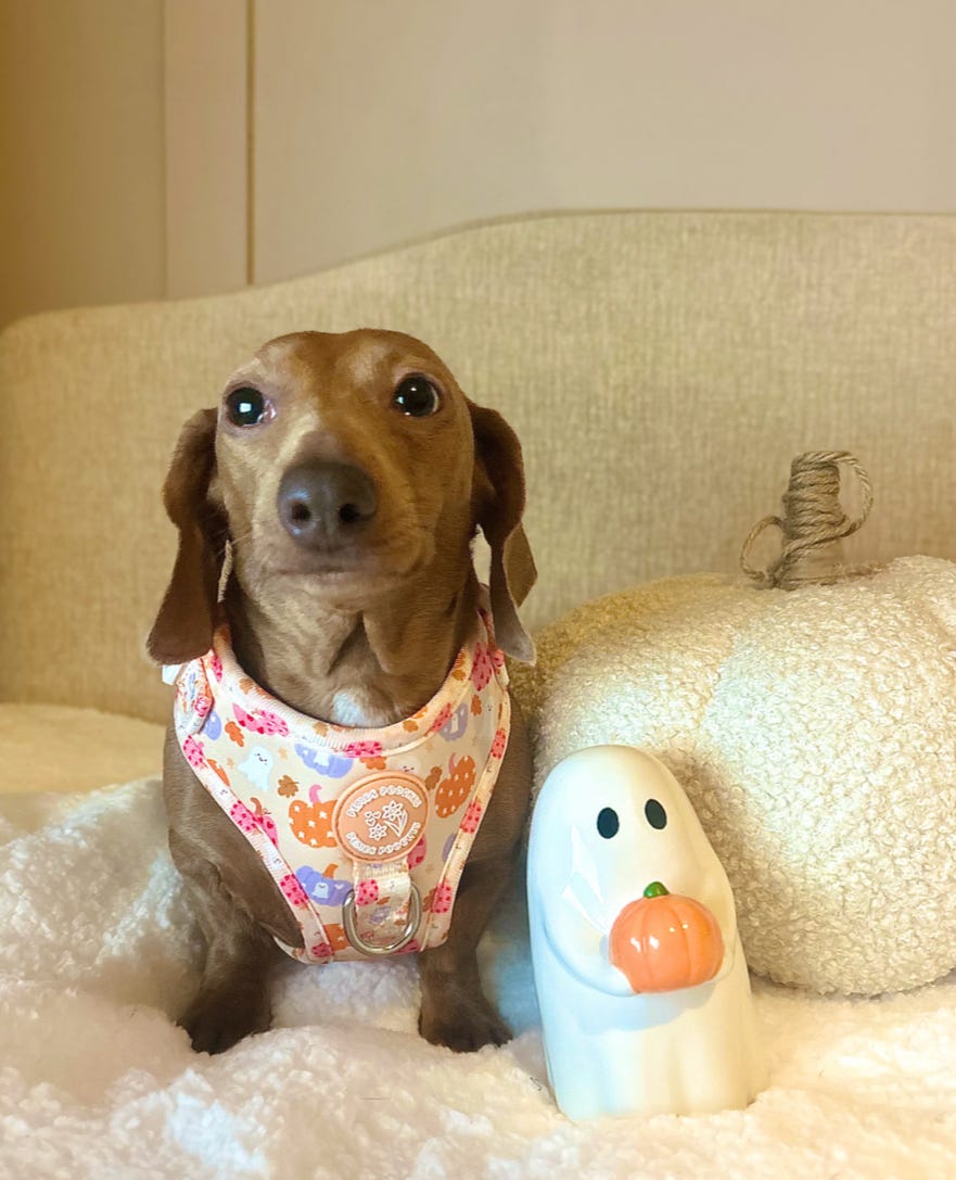 Too Cute To Spook! Harness