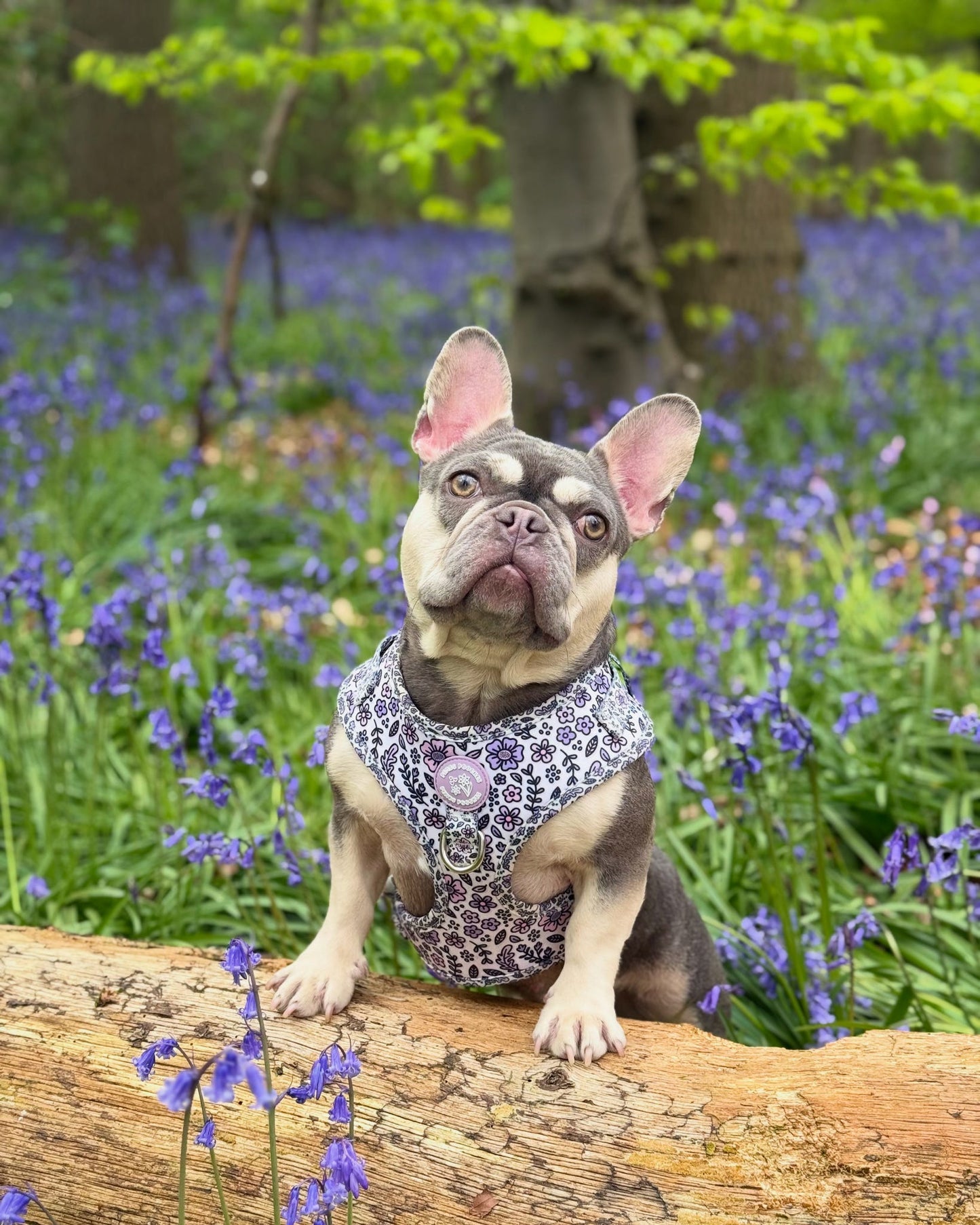 Pembs Petals Hyacinth Harness