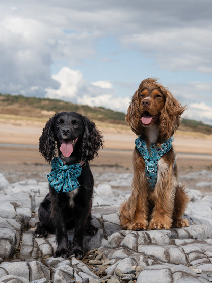 Puffin Awesome! Pembs X The Salty Spaniel -  Explorer Harness