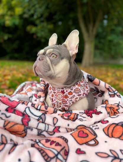 Pembs In Fall - Harness