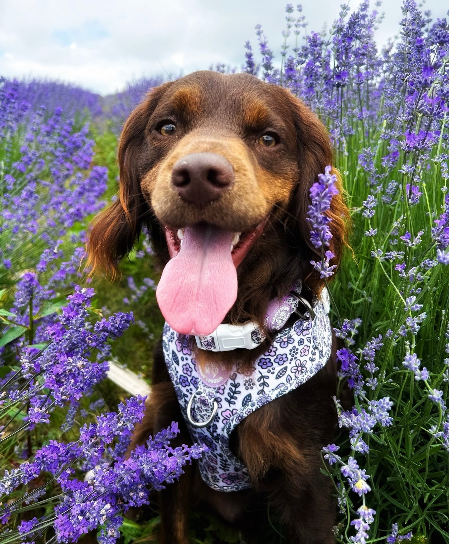 Pembs Petals Hyacinth Harness