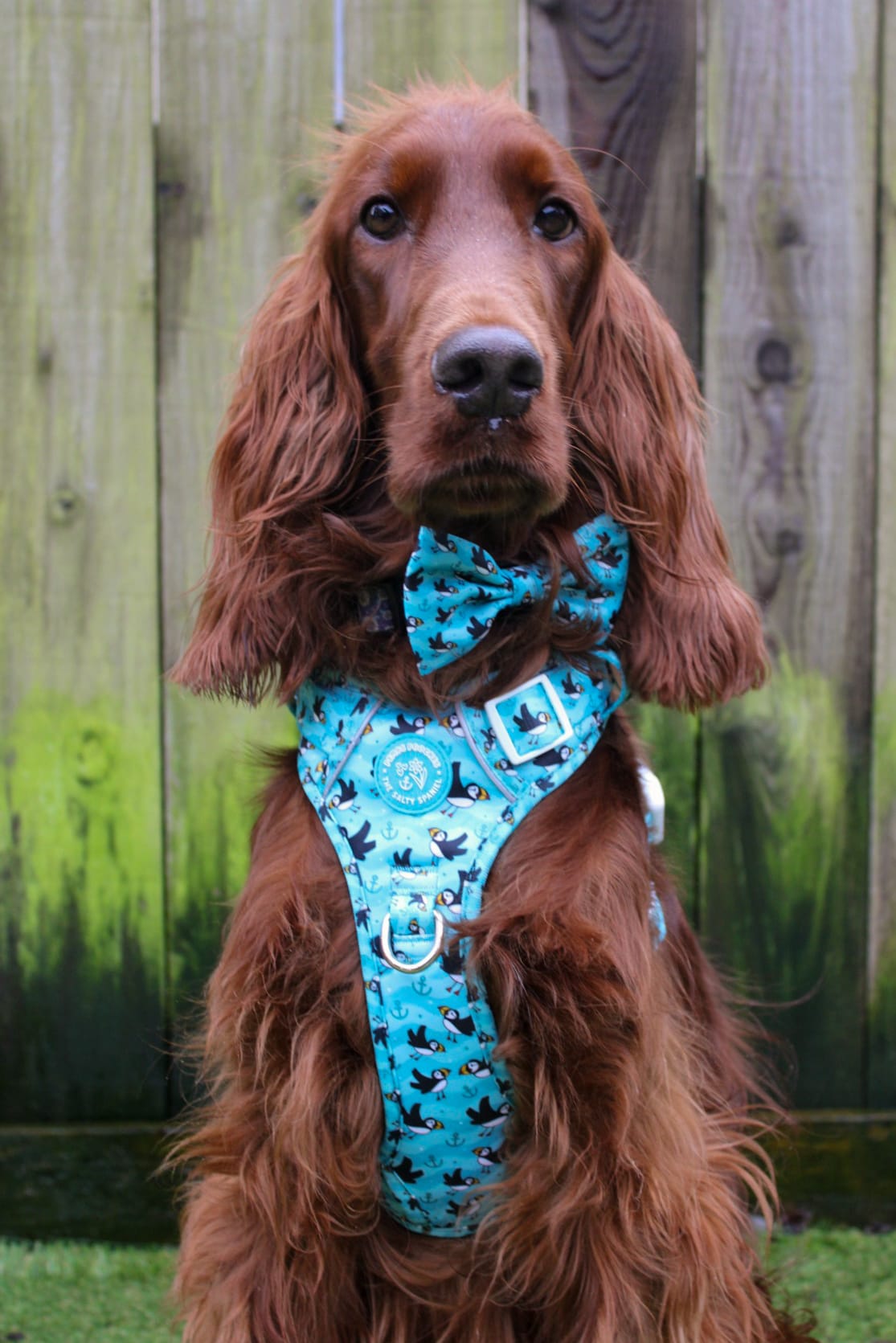 Puffin Awesome! Pembs X The Salty Spaniel -  Explorer Harness