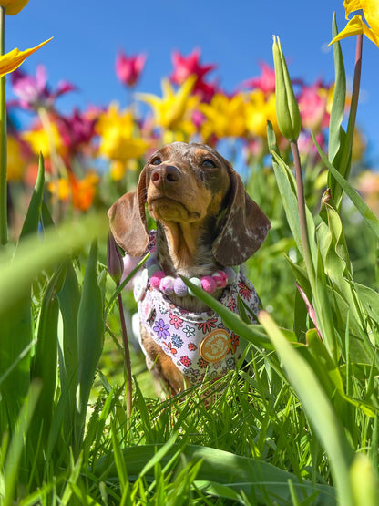 Daisy Daze - Harness