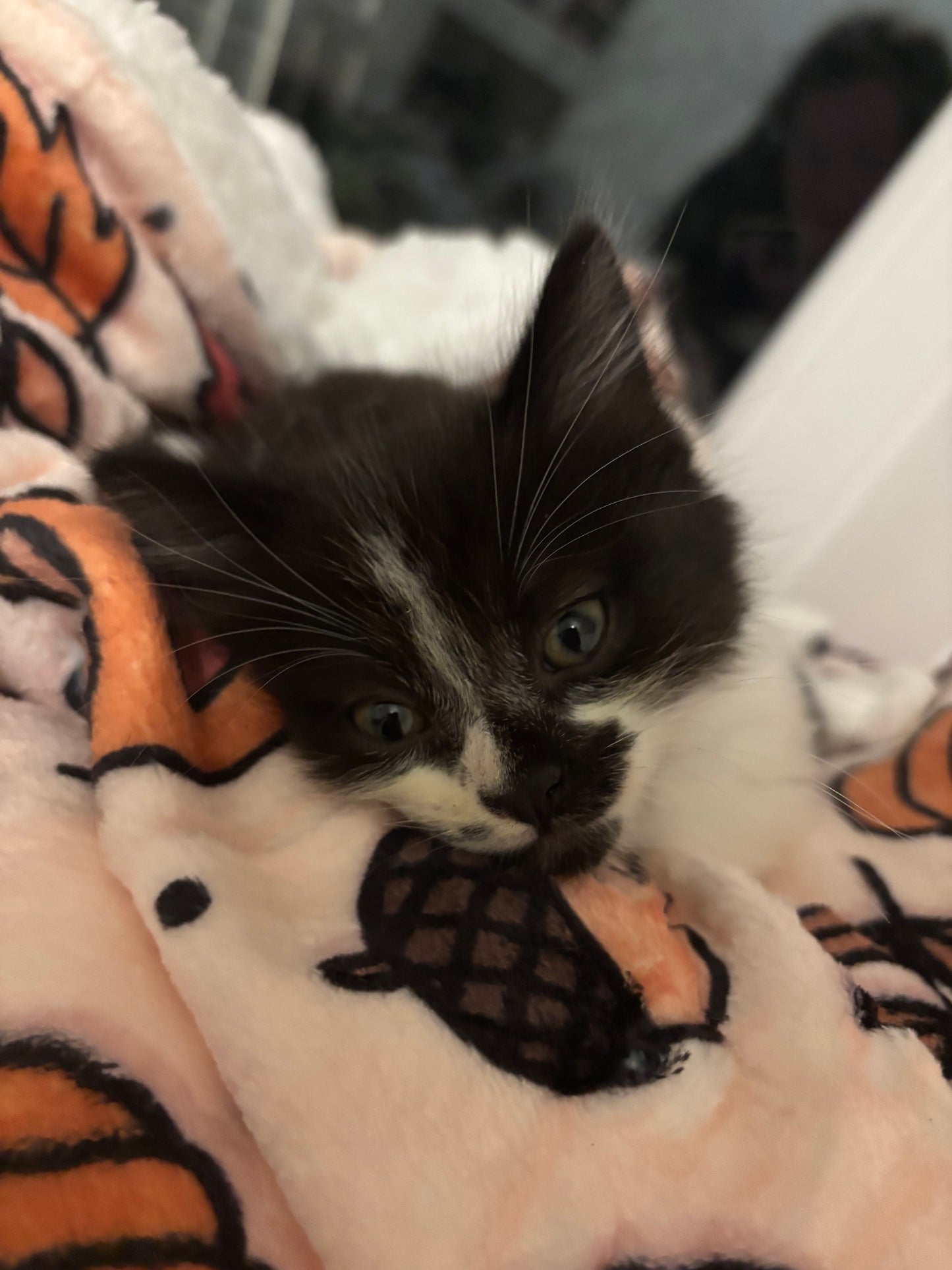 Pembs In Fall - Blanket