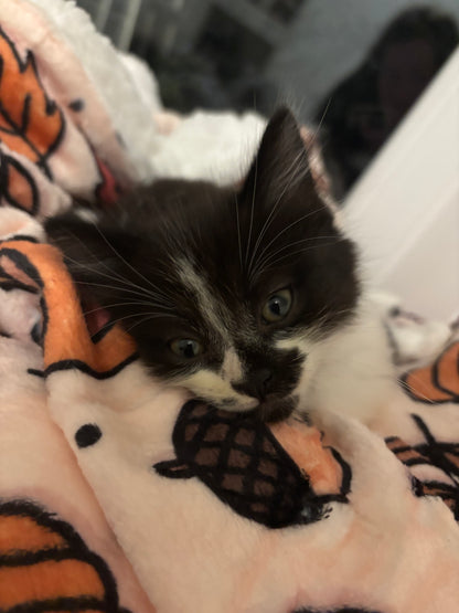 Pembs In Fall - Blanket