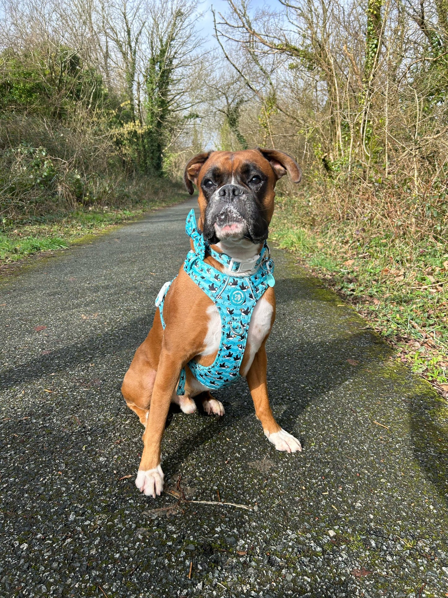 Puffin Awesome! Pembs X The Salty Spaniel -  Explorer Harness