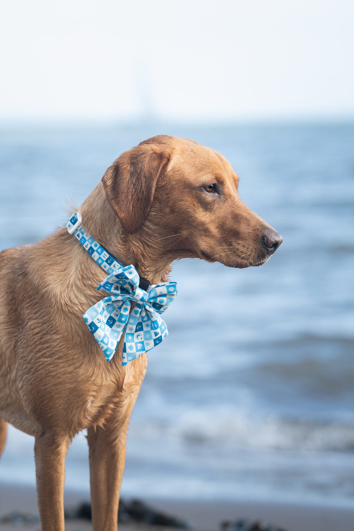 Seaside Soul! Pembs X The Salty Spaniel - Sailor Bow