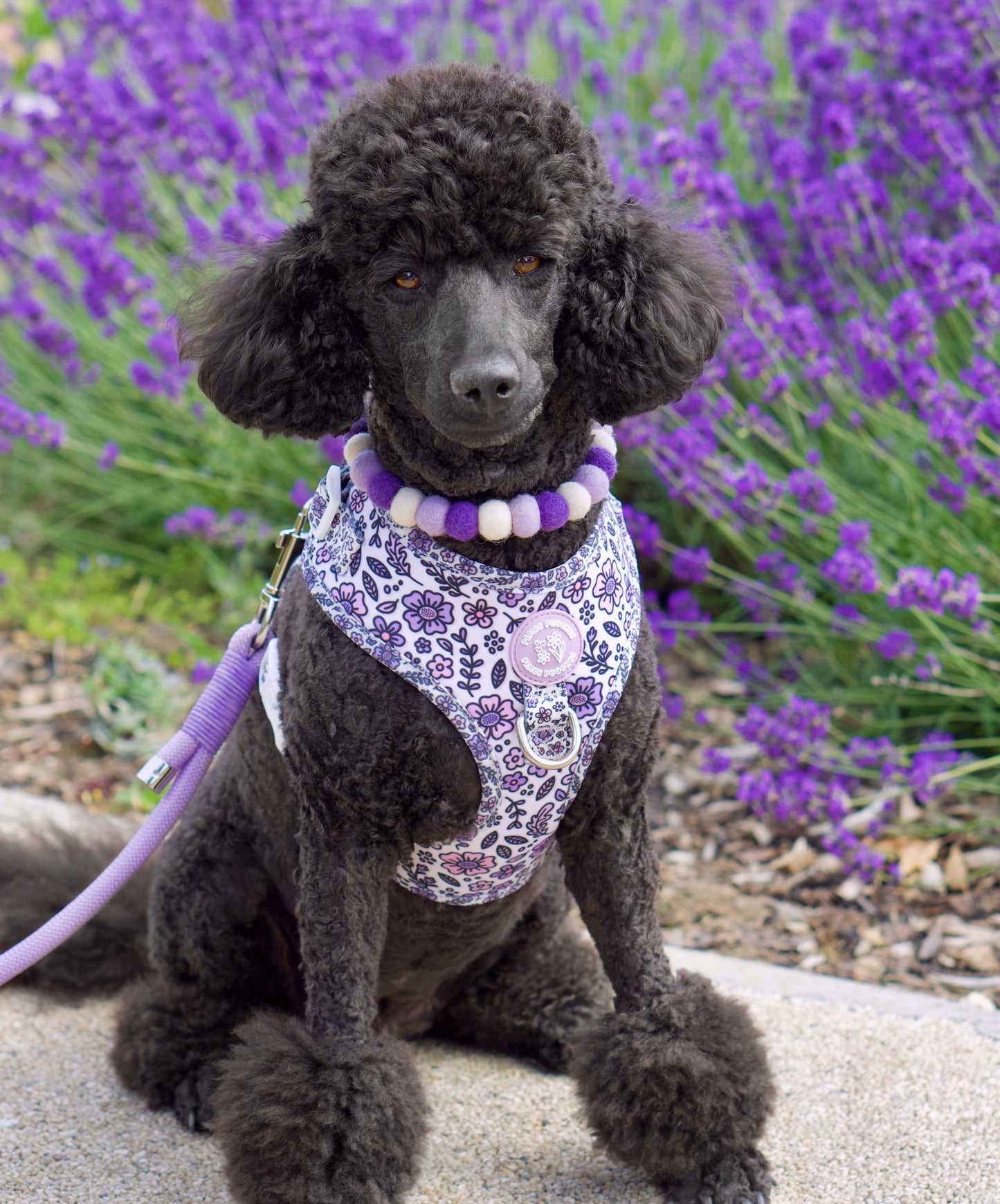 Pembs Petals Hyacinth Harness